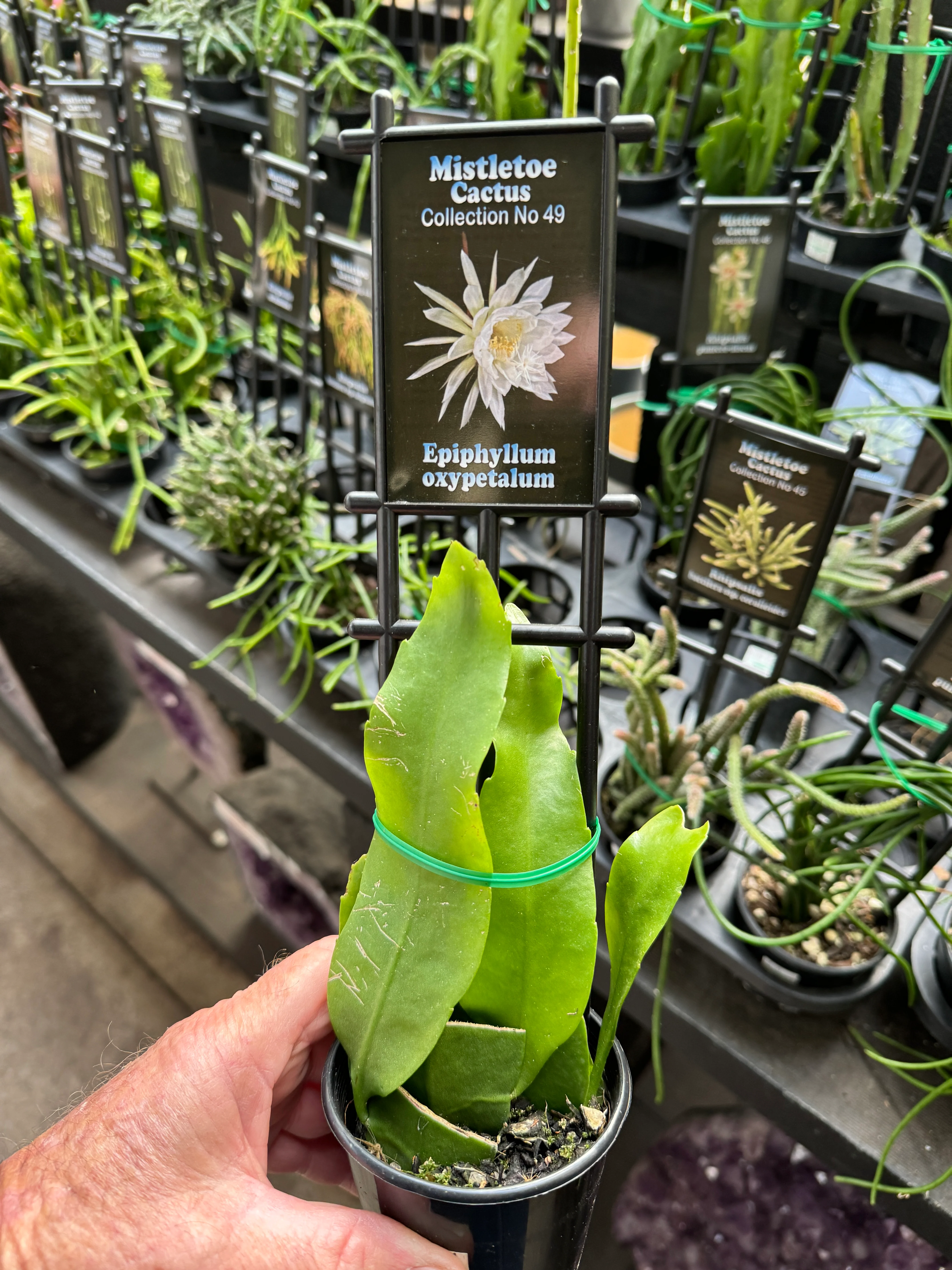Epiphyllum oxypetalum - Image 2