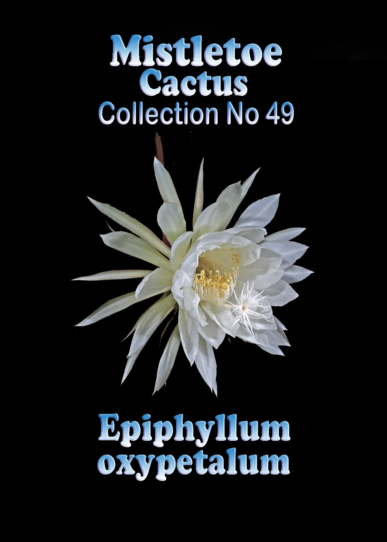 Epiphyllum oxypetalum - Image 3