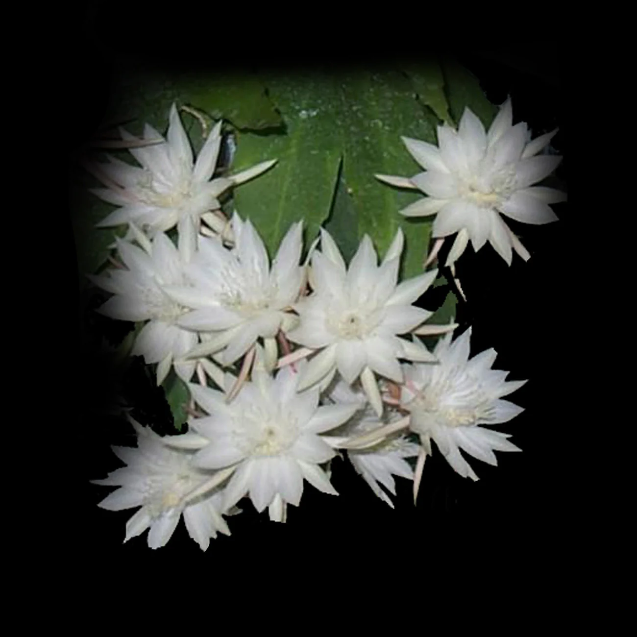 Epiphyllum pumilum - Orchid Cactus