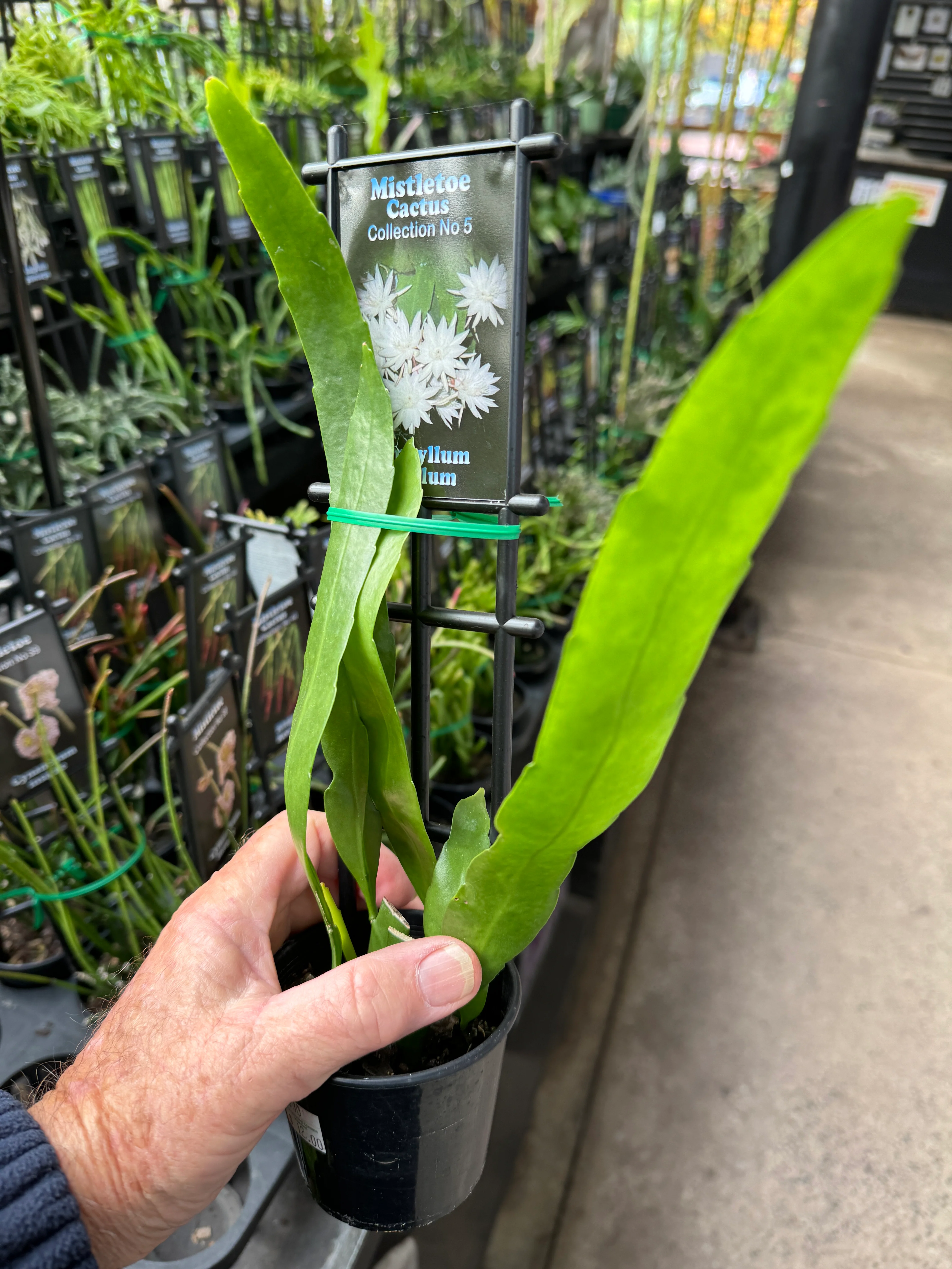 Epiphyllum pumilum - Orchid Cactus - Image 2