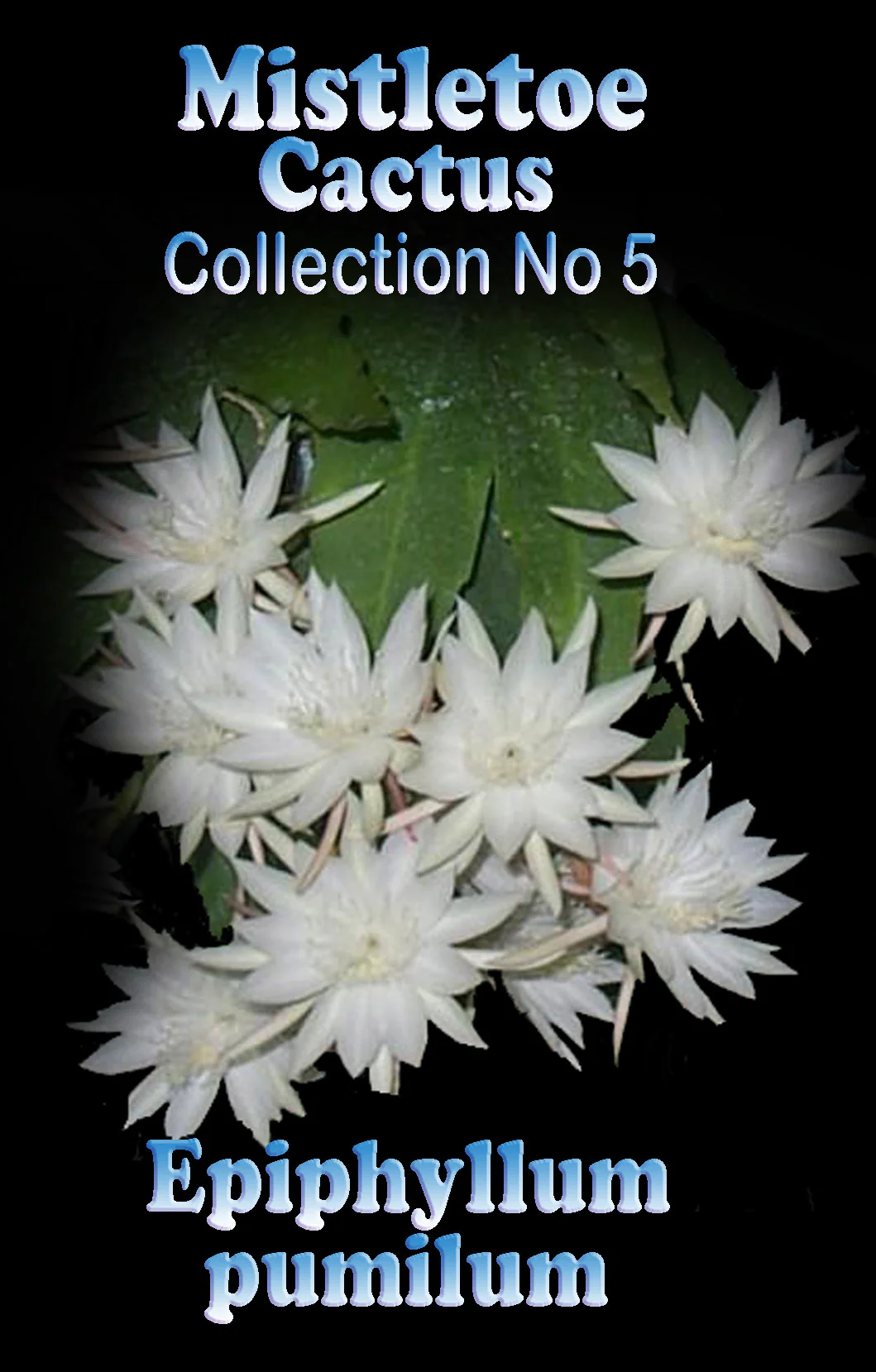 Epiphyllum pumilum - Orchid Cactus - Image 3
