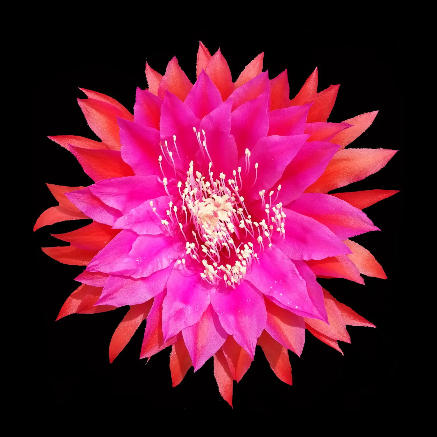Epiphyllum 'Razzel Dazzel'