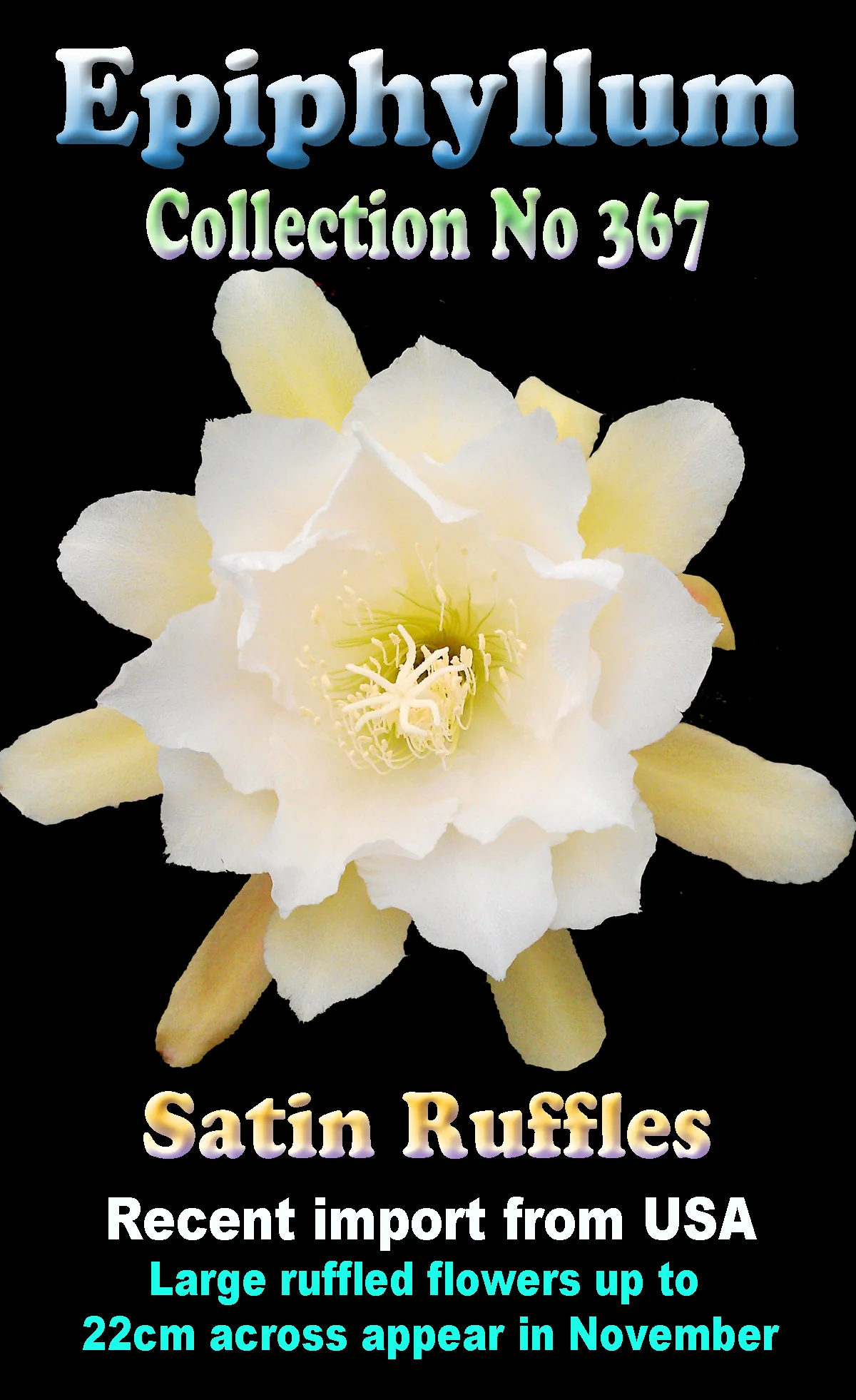 Epiphyllum 'Satin Ruffles' - Image 2