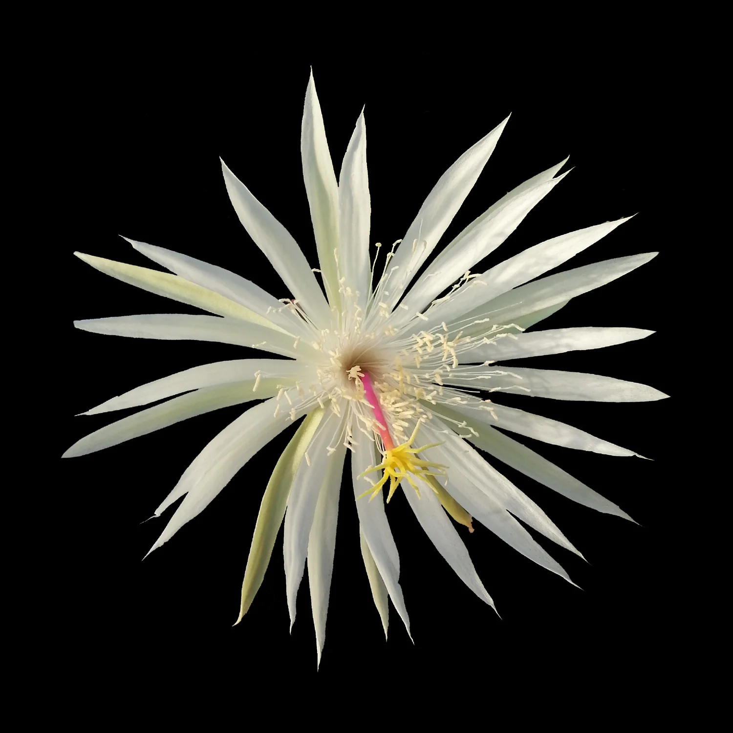 Epiphyllum 'Strictum'