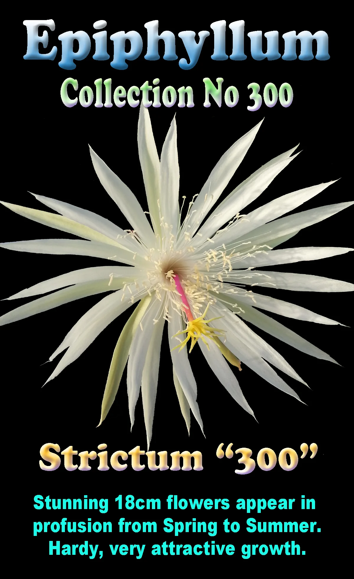 Epiphyllum 'Strictum' - Image 2