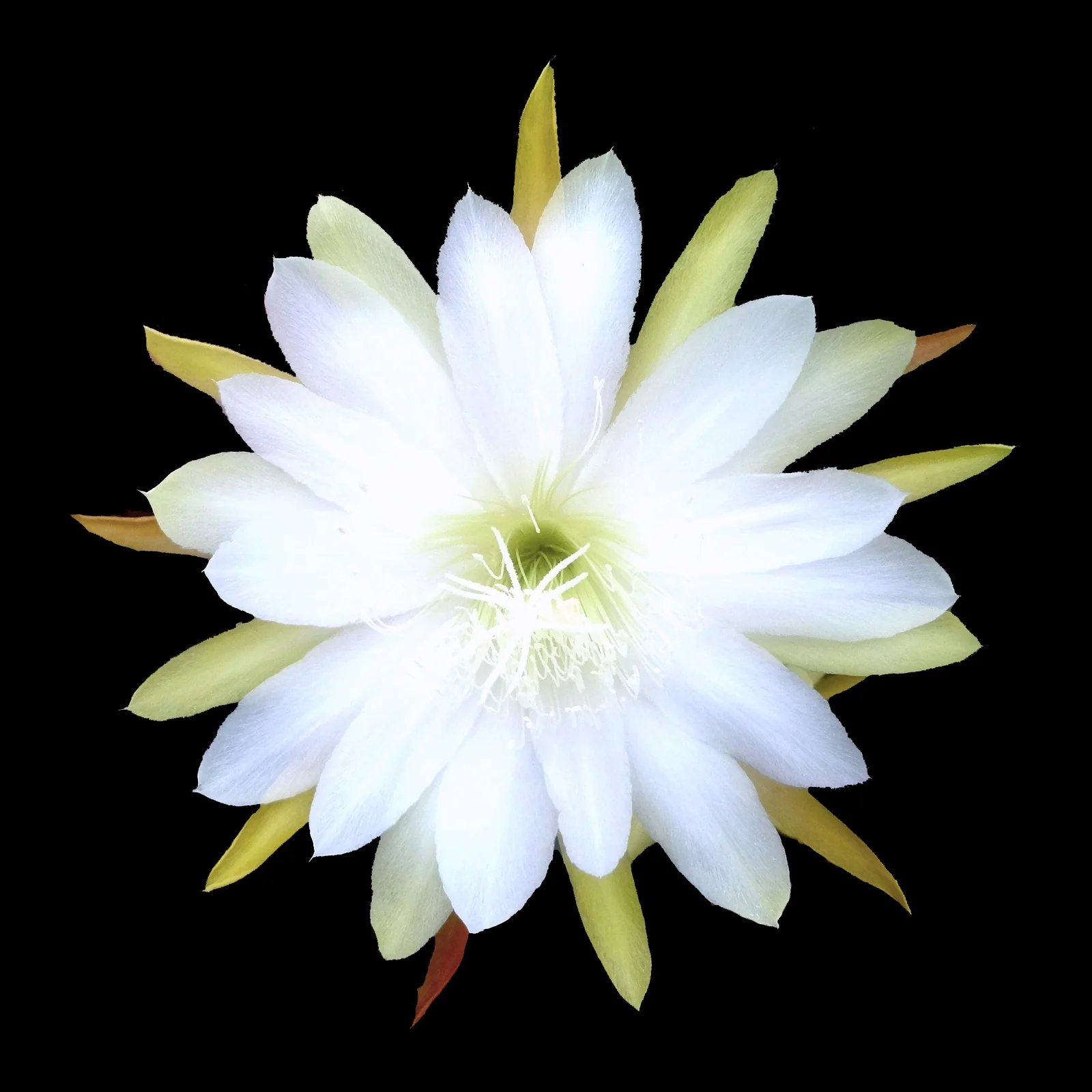 Epiphyllum 'Togo'