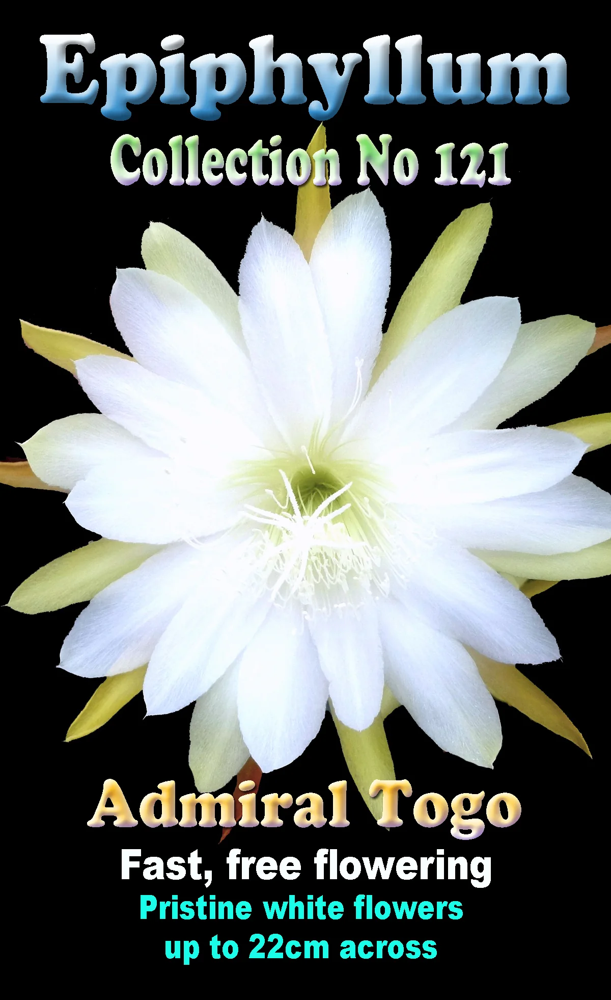 Epiphyllum 'Togo' - Image 2