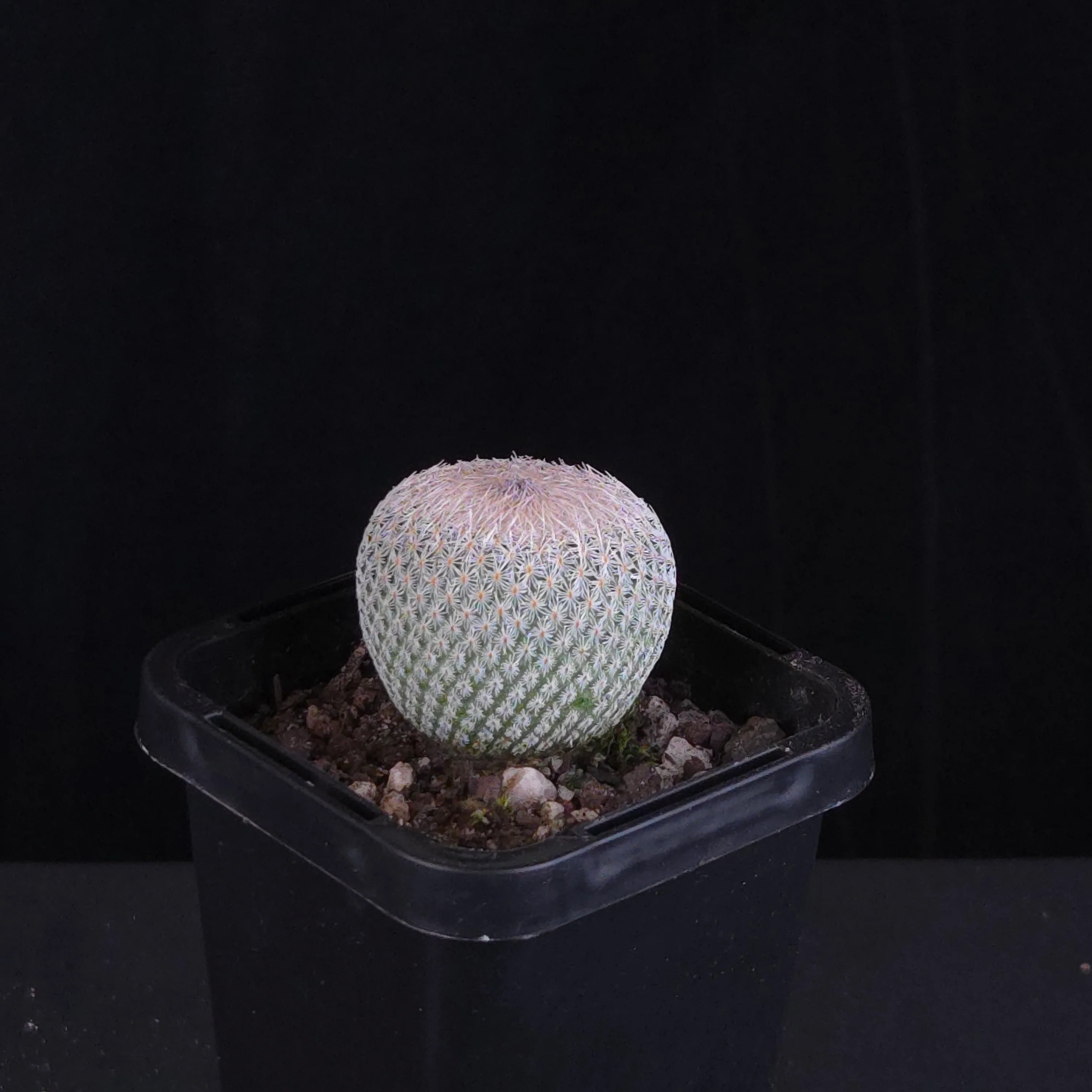 Epithelantha micromeris - Image 3