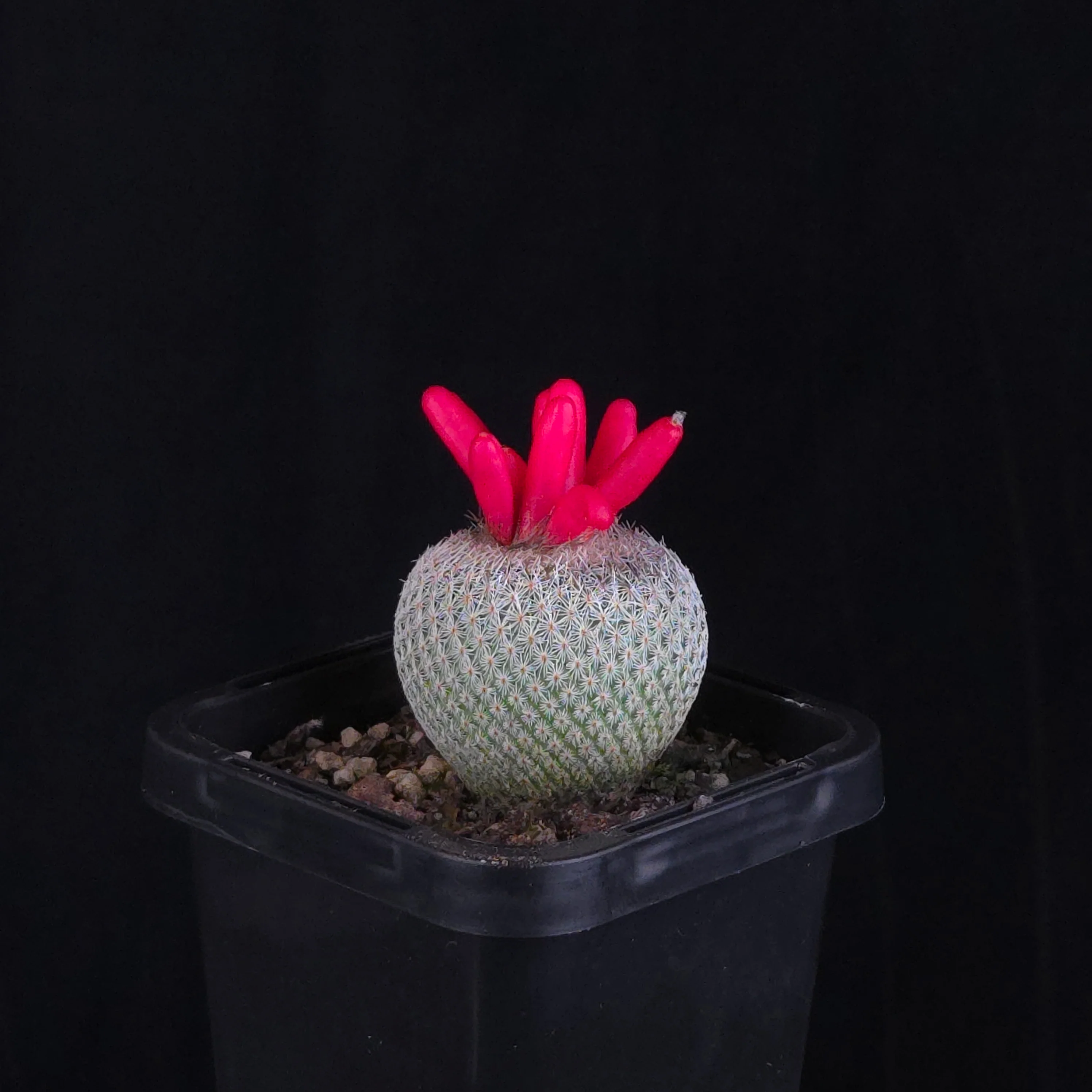 Epithelantha micromeris - Image 4
