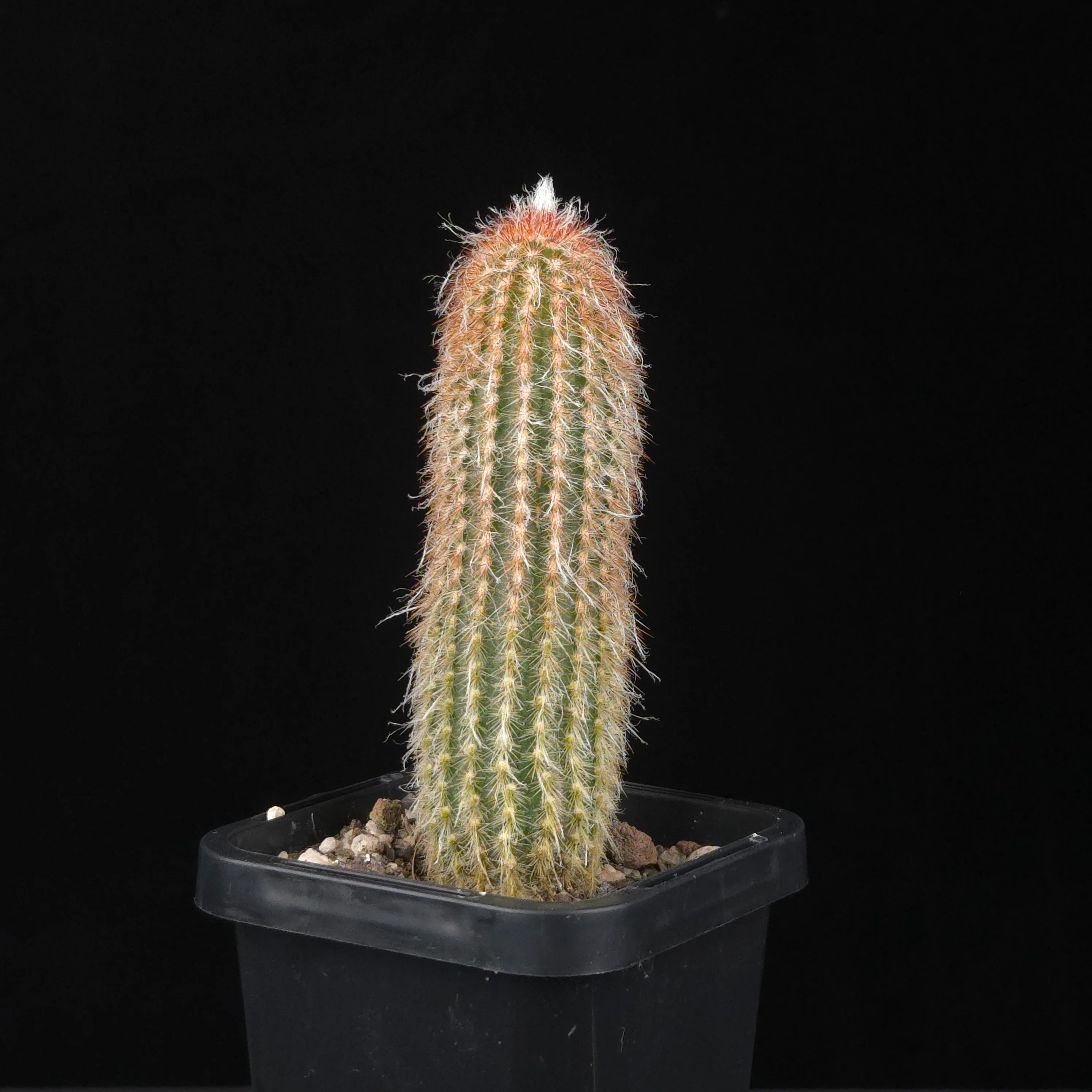 Espostoa lanata 'Ea-Nasir'