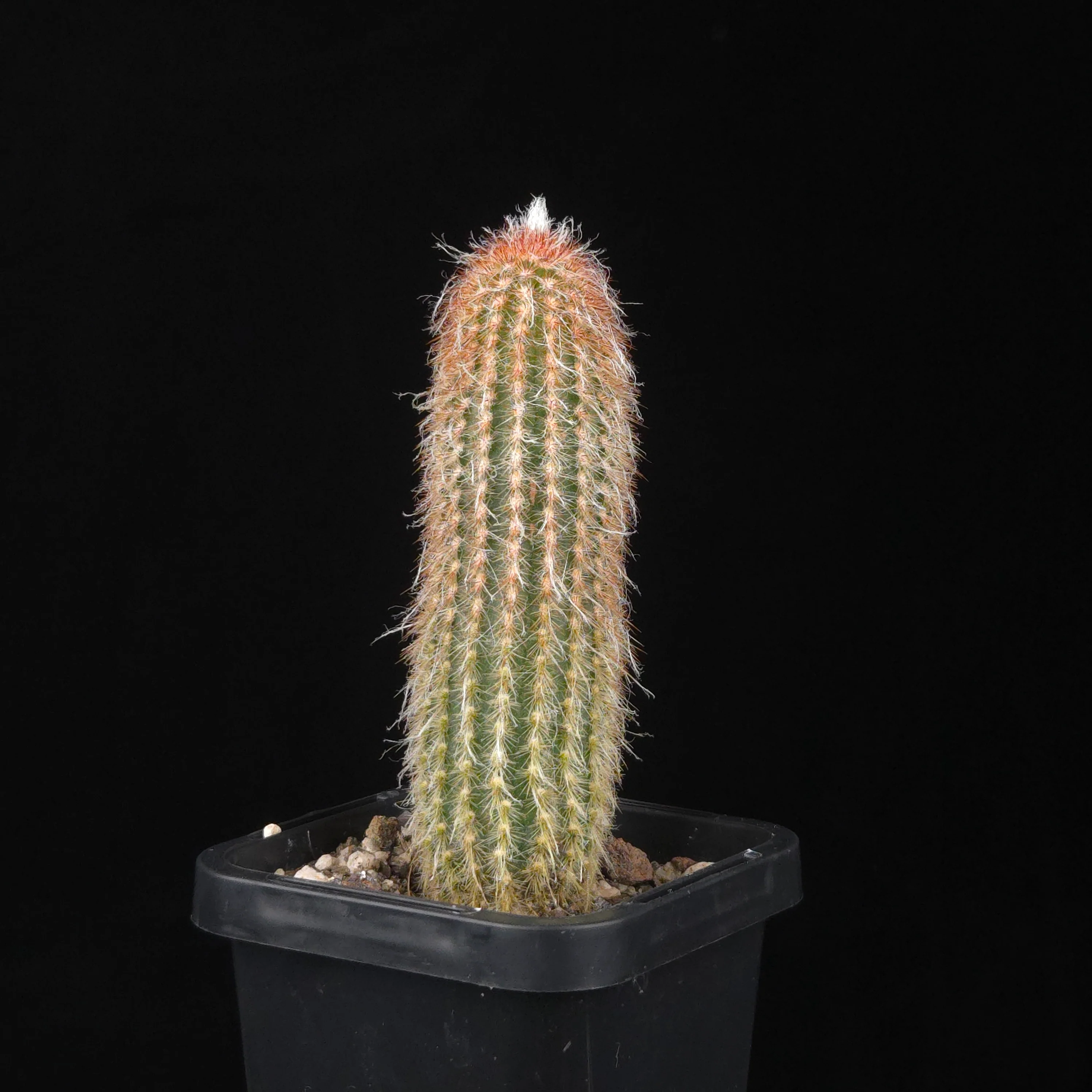 Espostoa lanata 'Ea-Nasir' - Image 2
