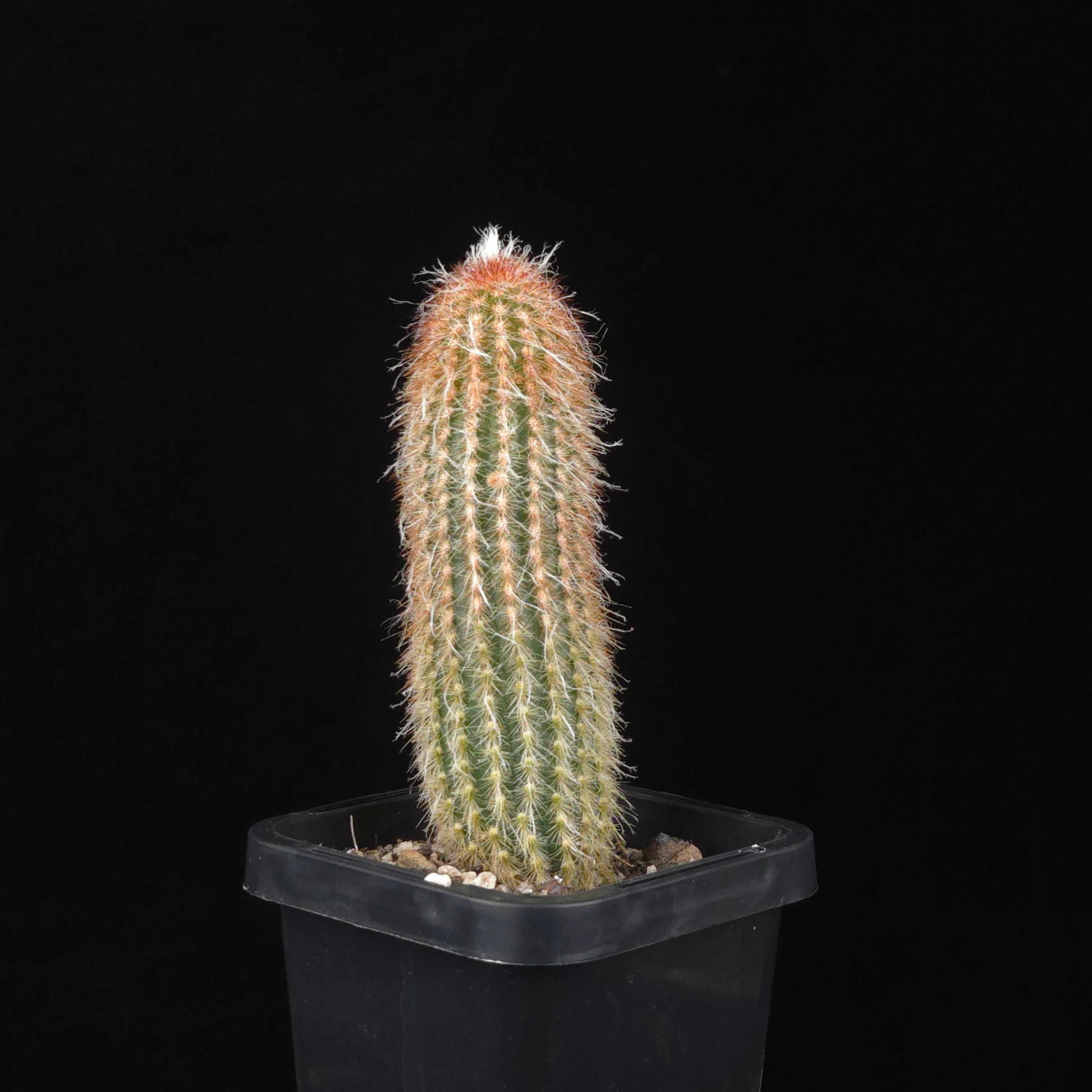 Espostoa lanata 'Ea-Nasir' - Image 3