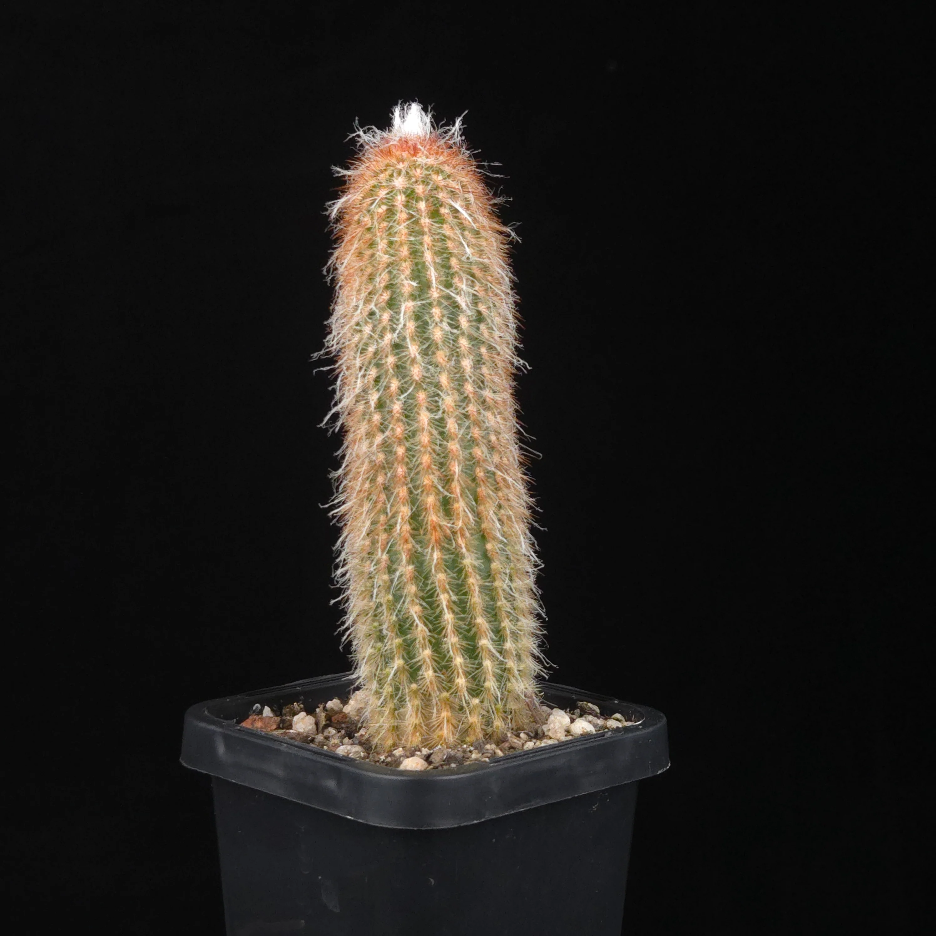 Espostoa lanata 'Ea-Nasir' - Image 4