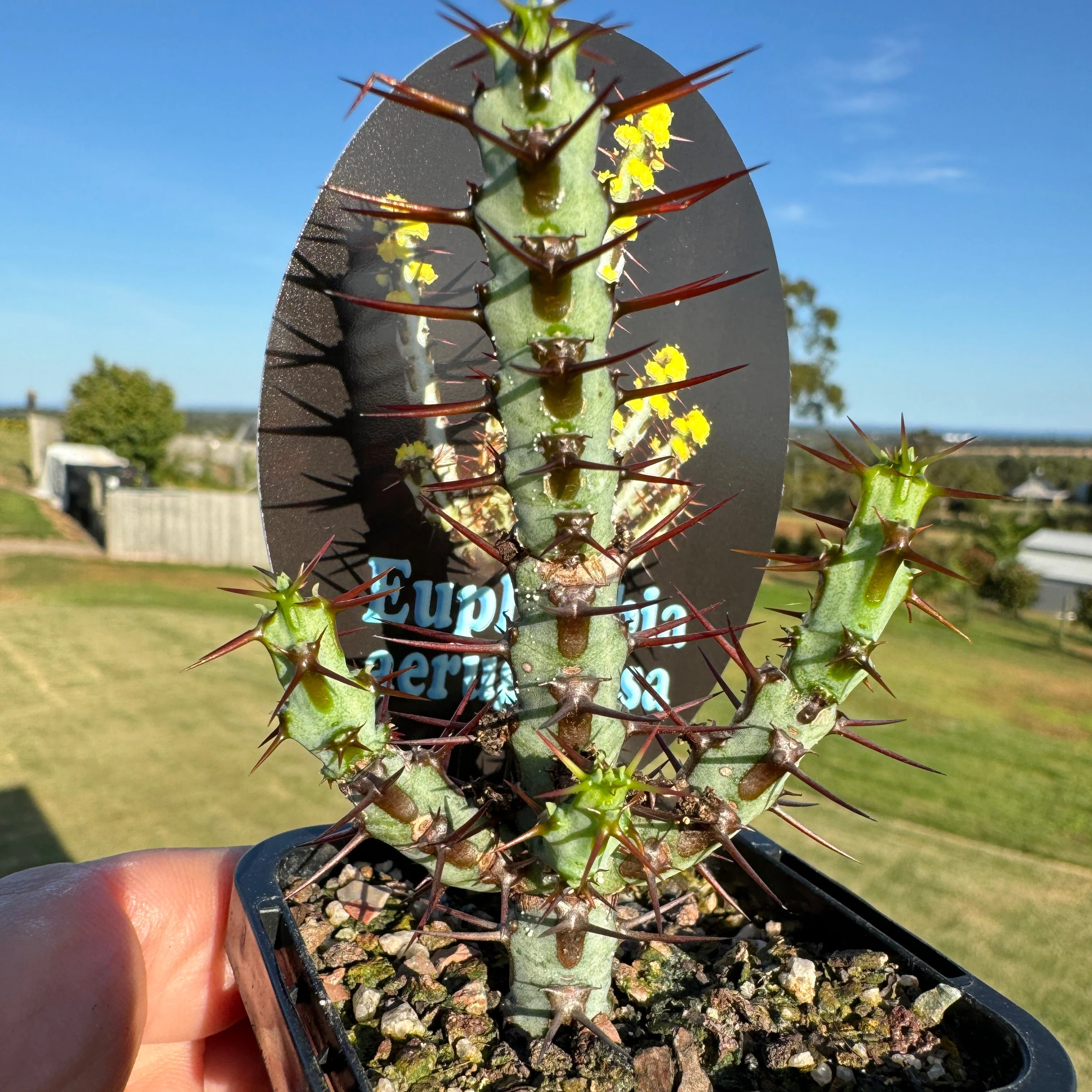Euphorbia aeruginosa (WA Prohibited) - Image 3