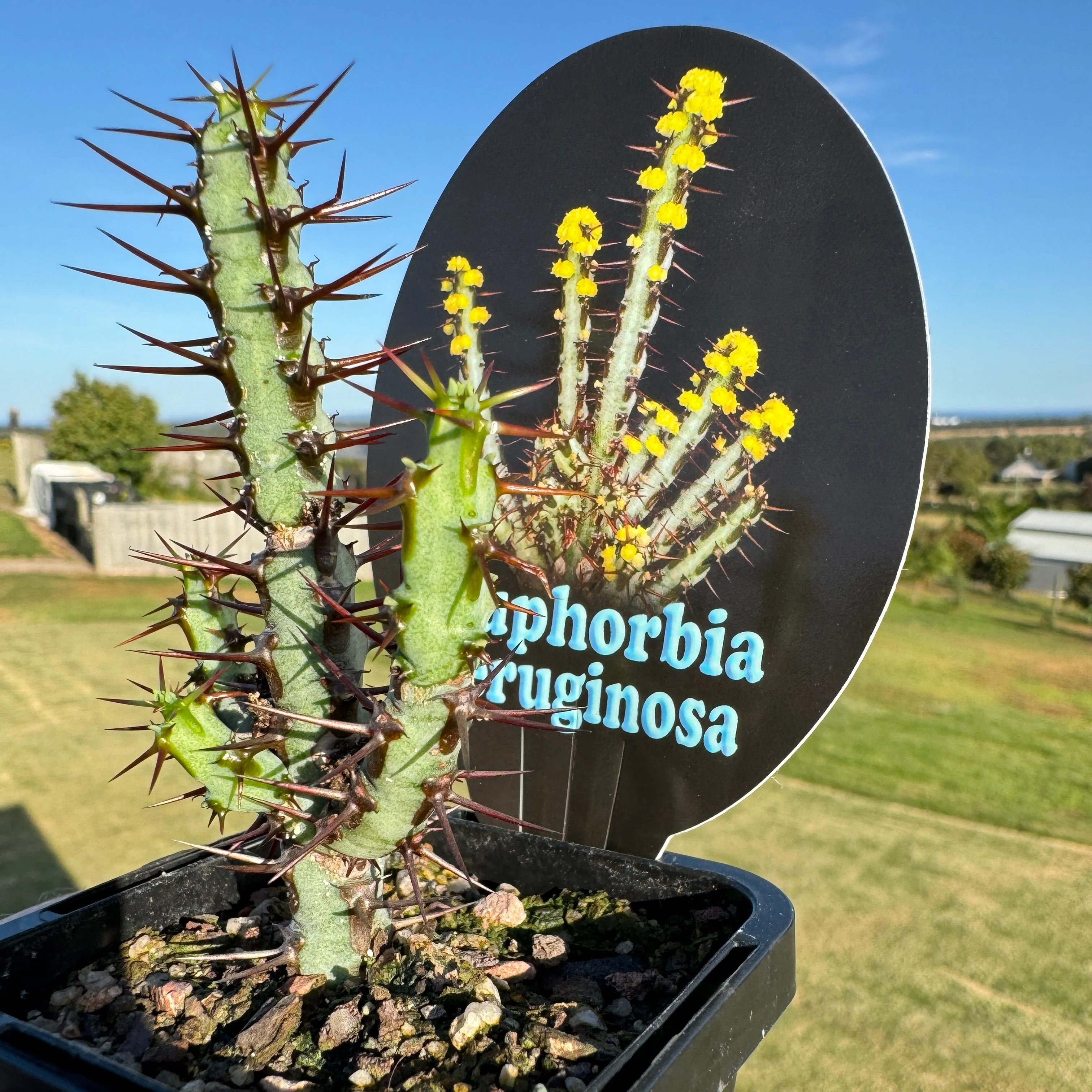 Euphorbia aeruginosa (WA Prohibited) - Image 4