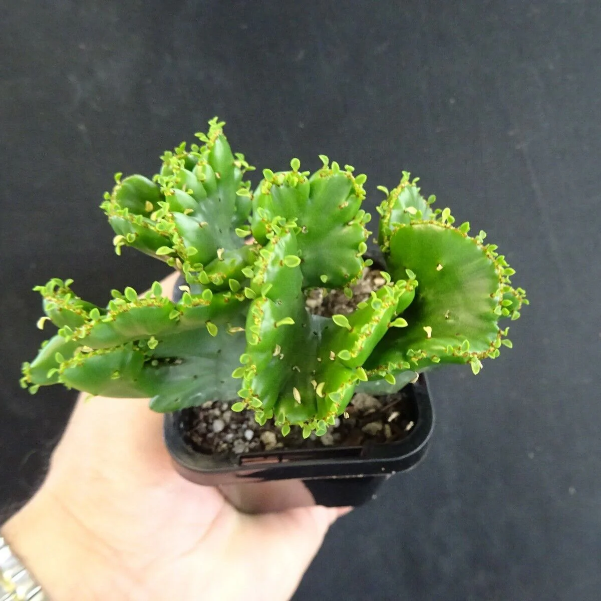 Euphorbia alluaudii f. cristata - (WA Prohibited) - Image 3