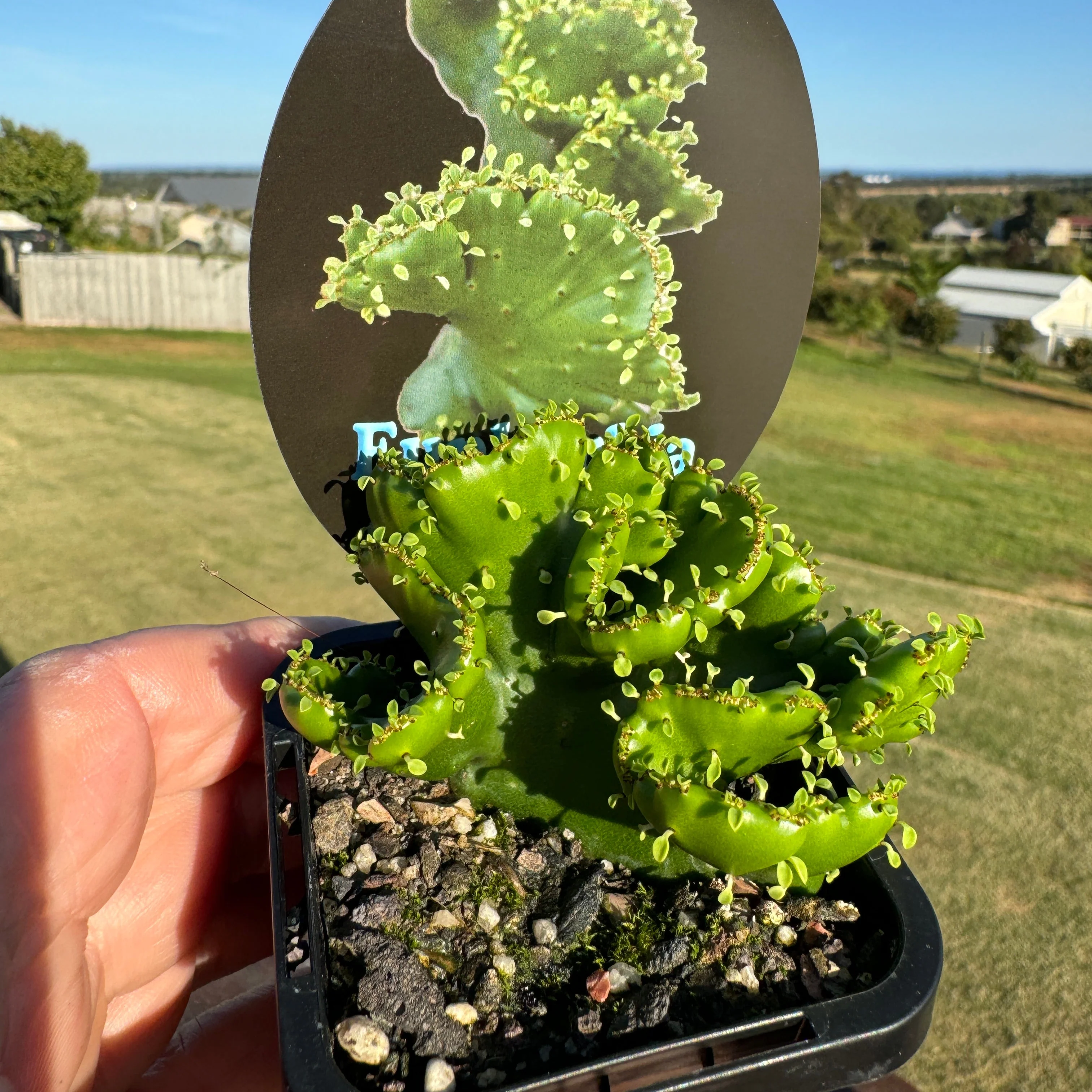 Euphorbia alluaudii f. cristata - (WA Prohibited) - Image 4