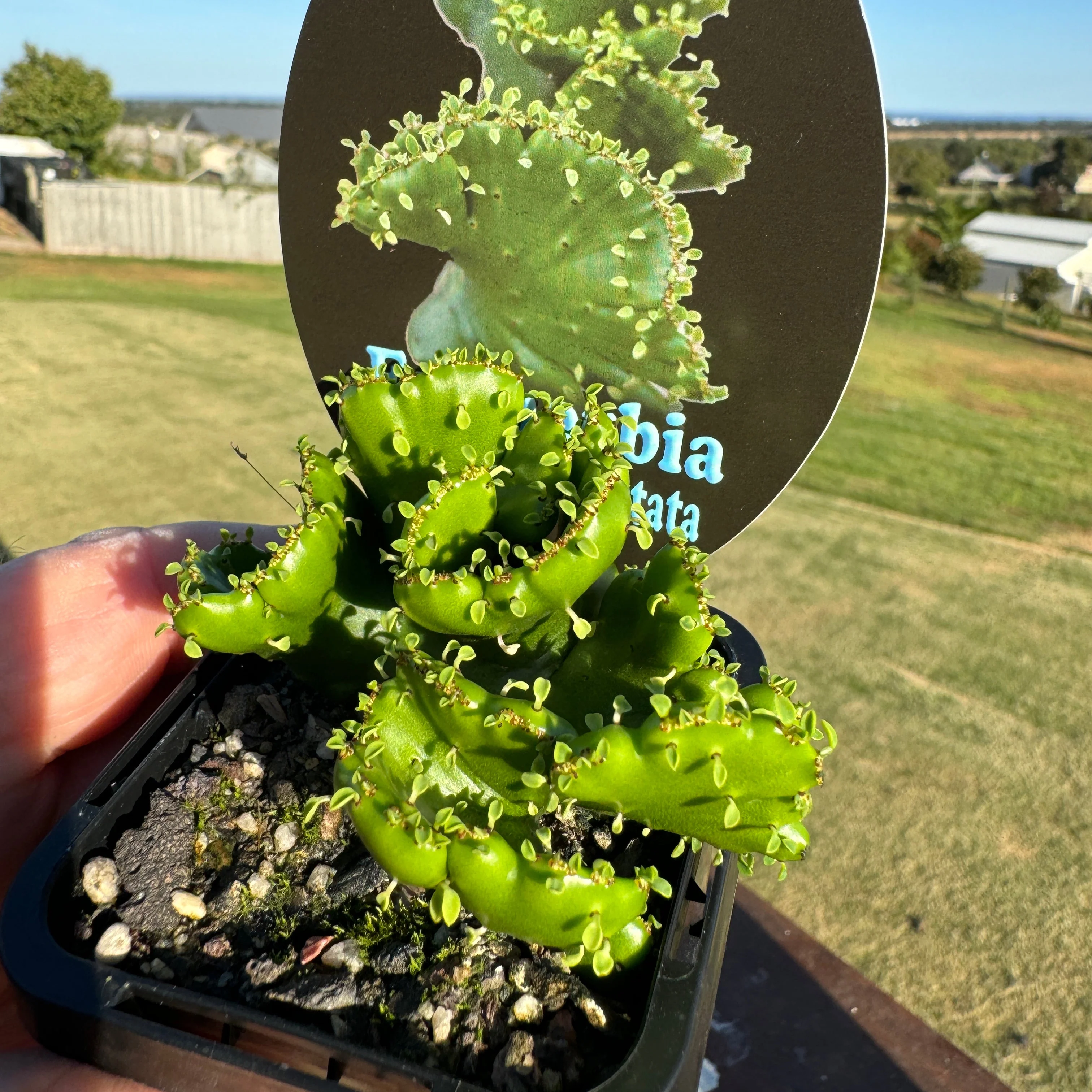 Euphorbia alluaudii f. cristata - (WA Prohibited) - Image 5