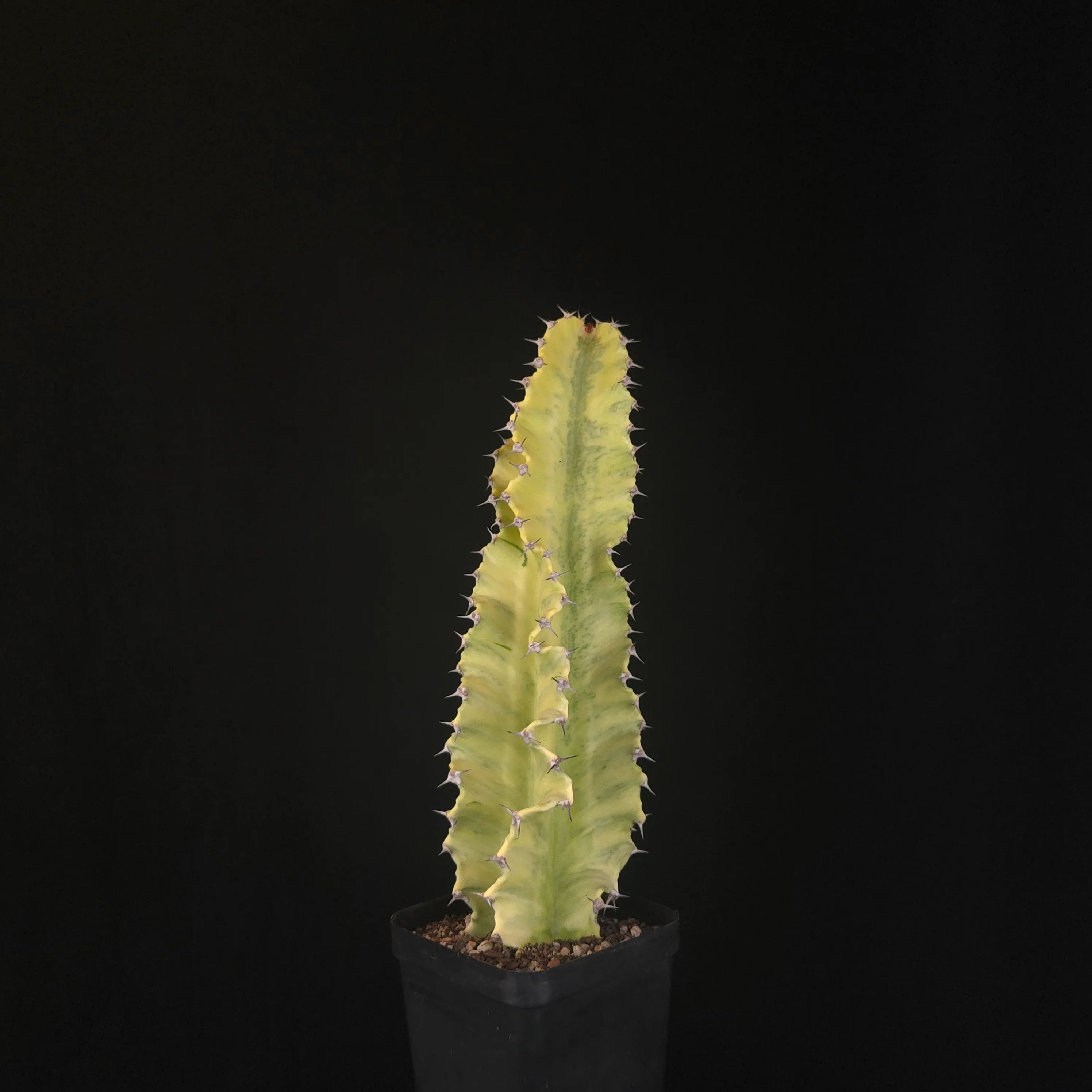 Euphorbia ammak variegata (WA Prohibited) - Image 2