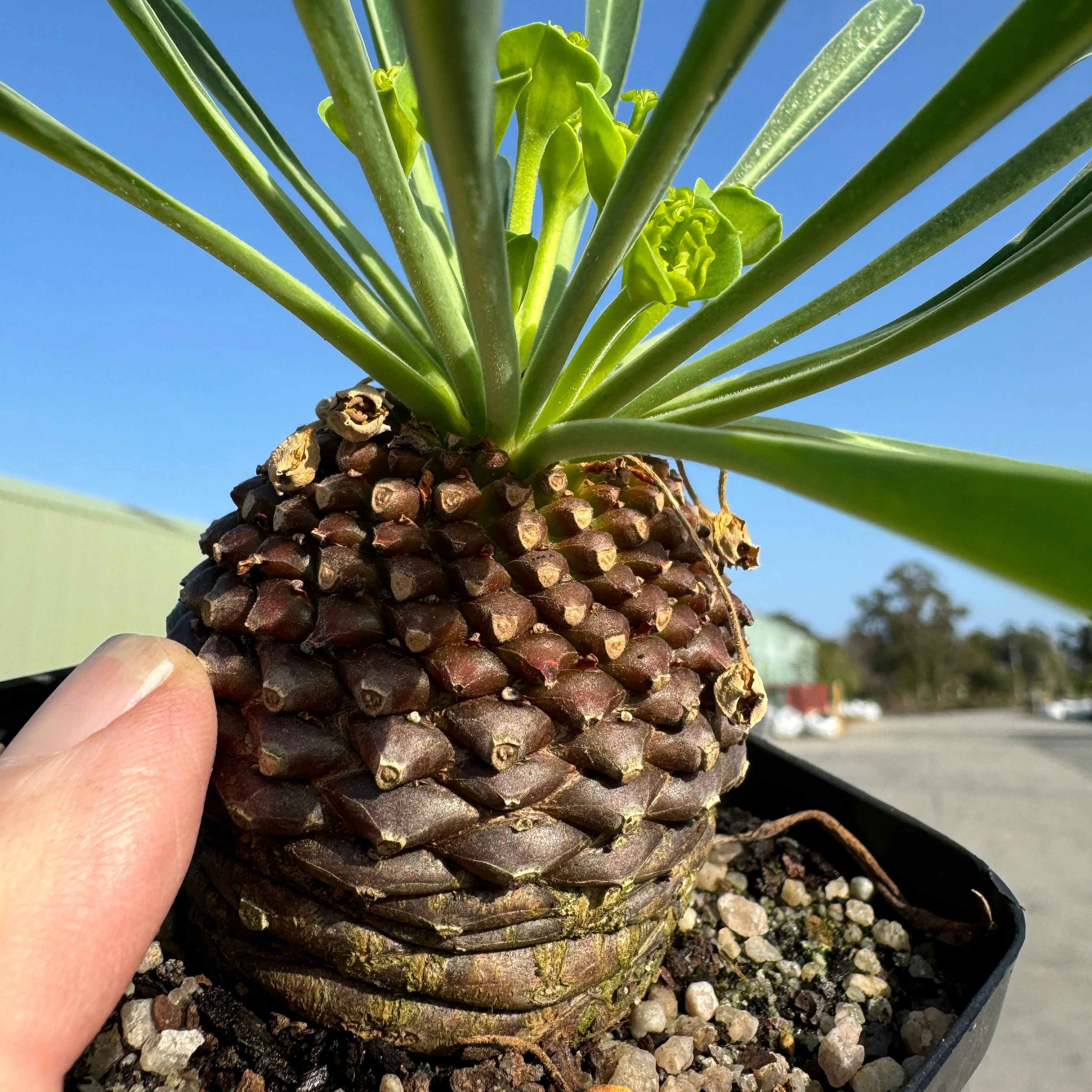 Euphorbia bupleurifolia (WA Prohibited) - Image 3