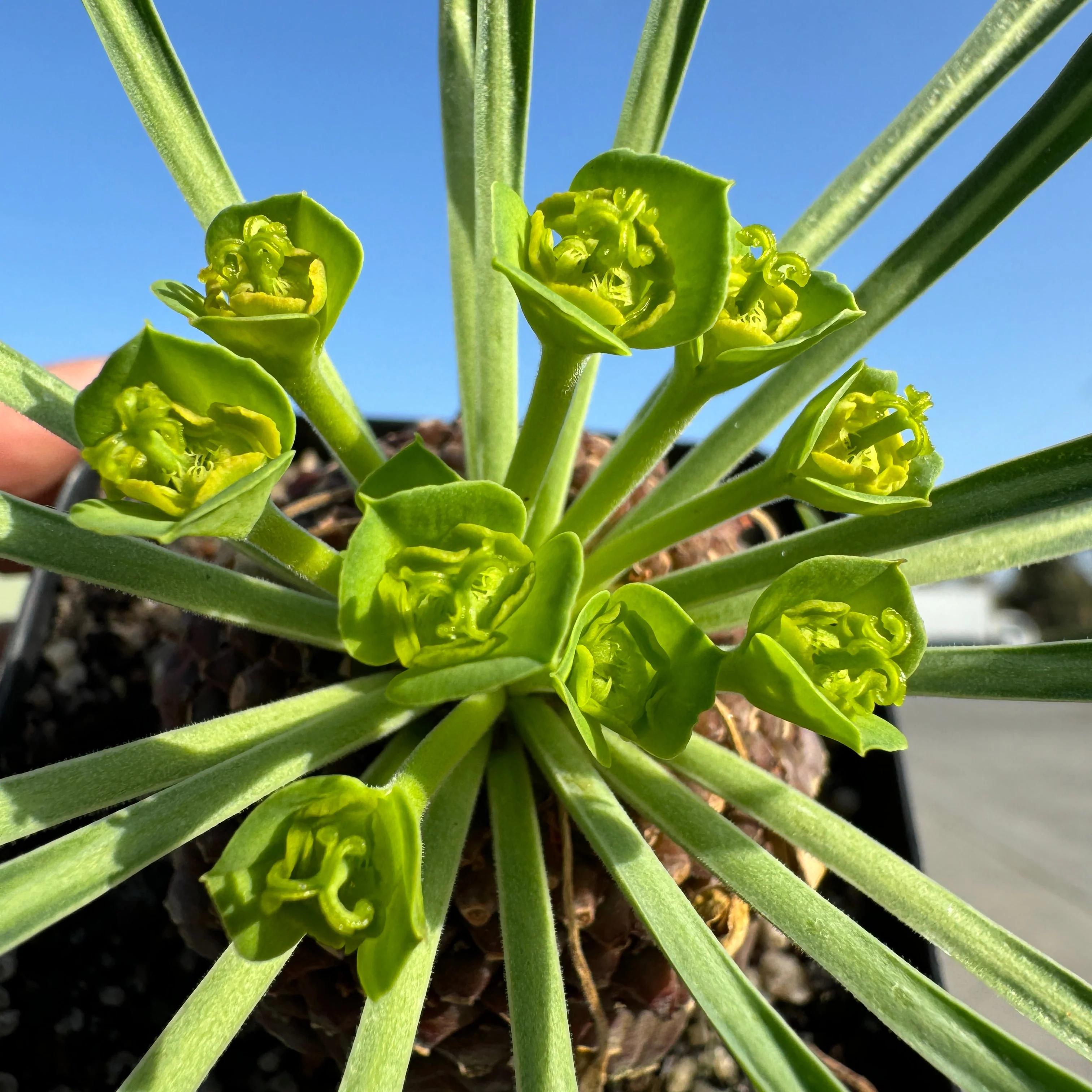 Euphorbia bupleurifolia (WA Prohibited) - Image 4
