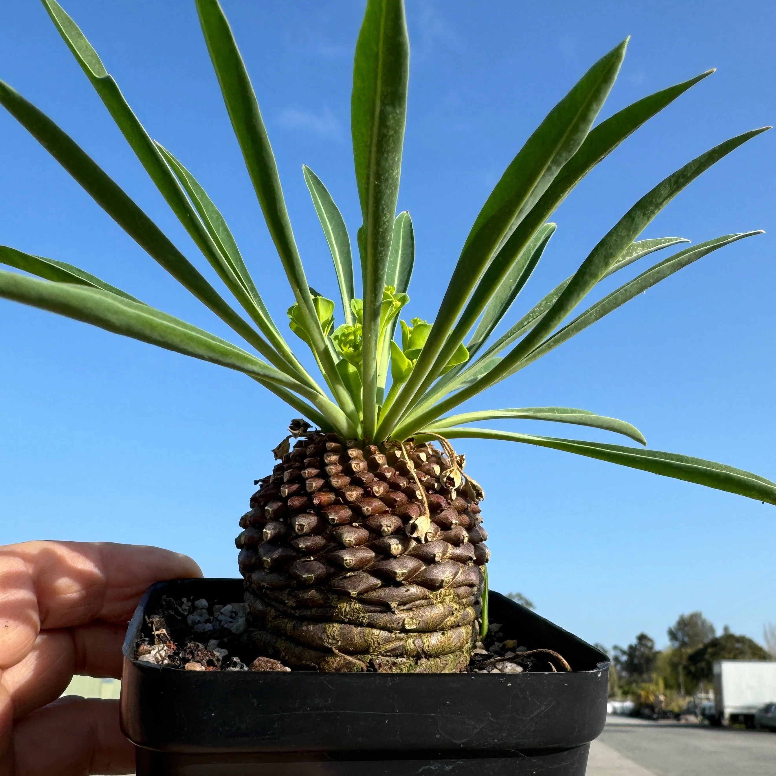 Euphorbia bupleurifolia (WA Prohibited) - Image 5