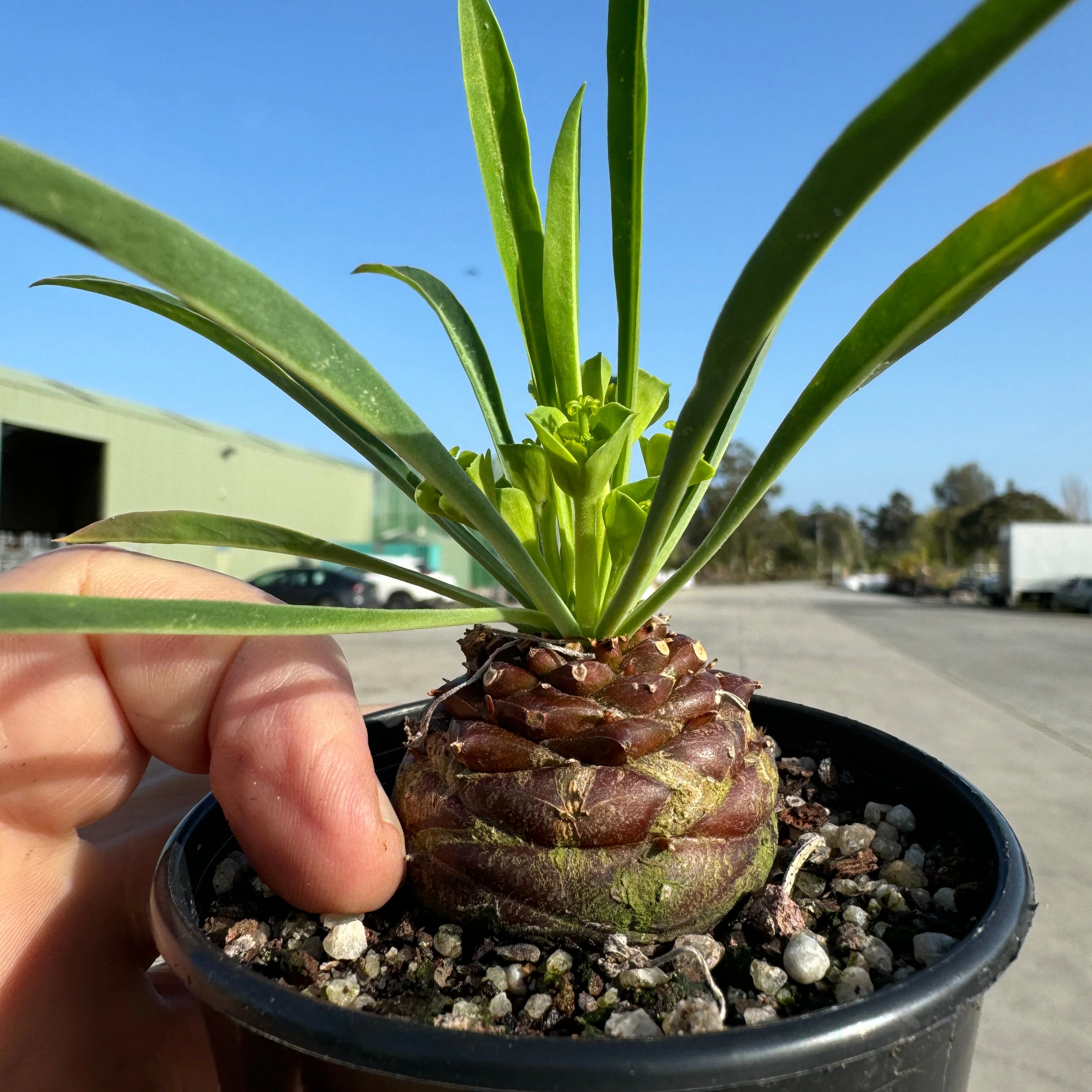 Euphorbia bupleurifolia (WA Prohibited) - Image 6