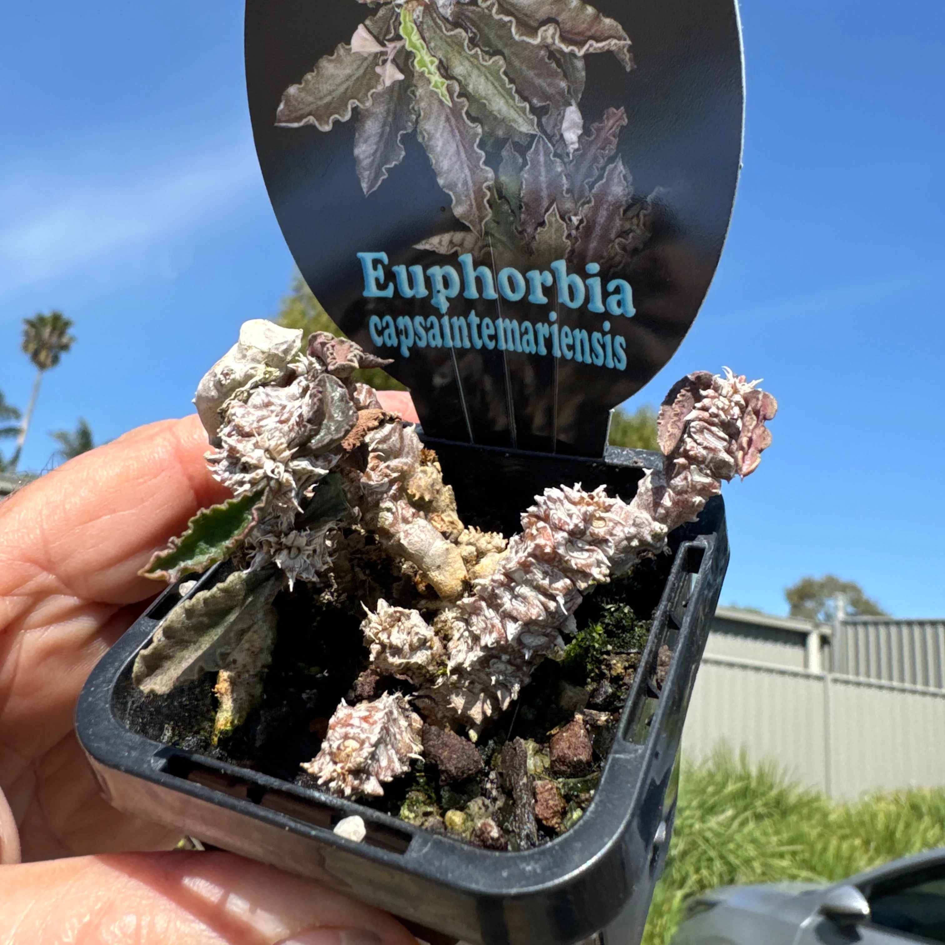 Euphorbia capsaintmariensis (WA Prohibited) - Image 2