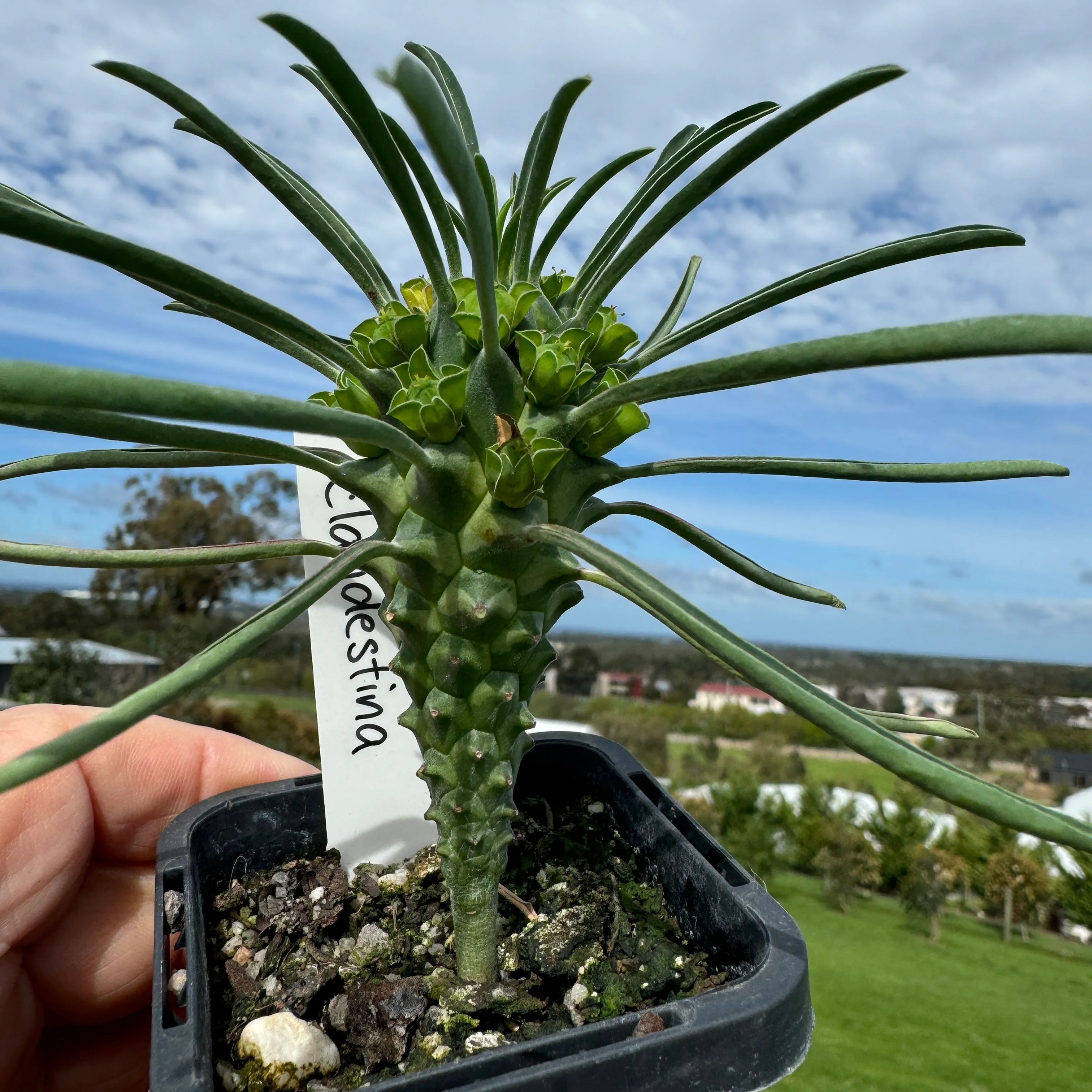 Euphorbia clandestina (WA Prohibited)