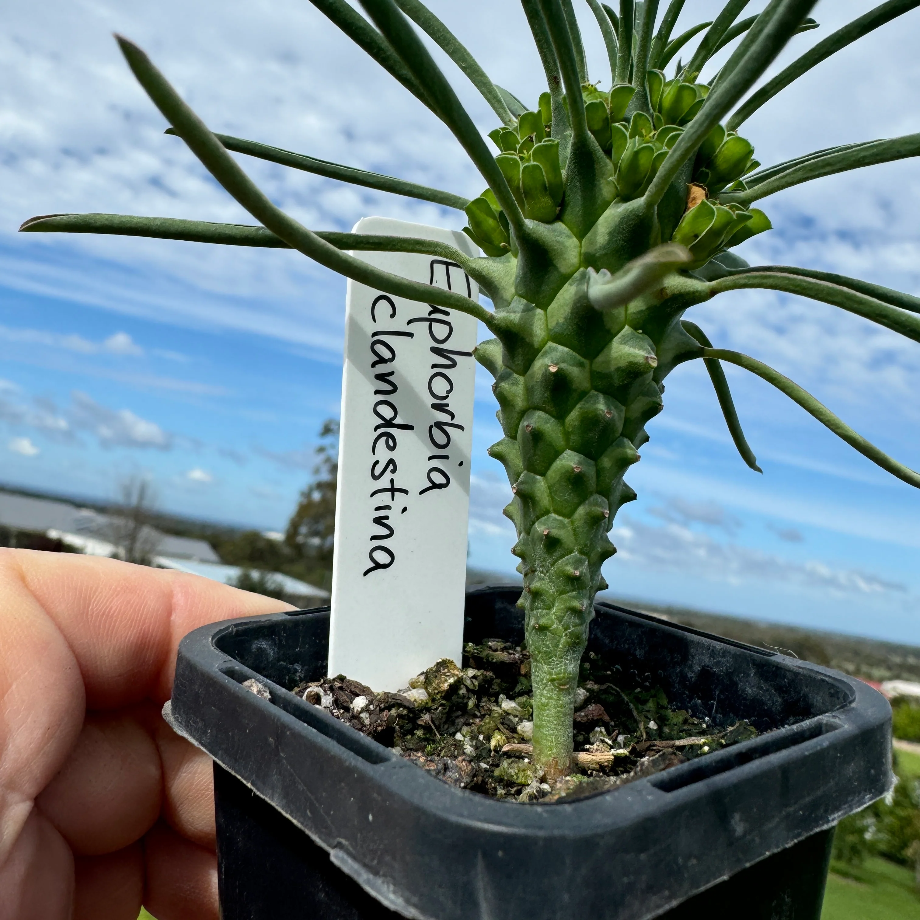 Euphorbia clandestina (WA Prohibited) - Image 3