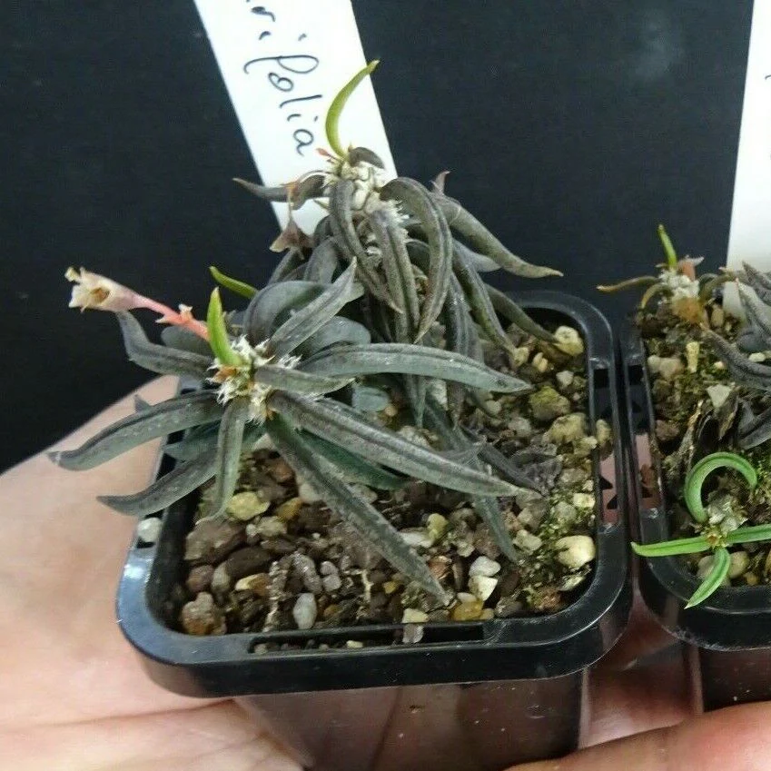 Euphorbia cylindrifolia (WA Prohibited) - Image 3
