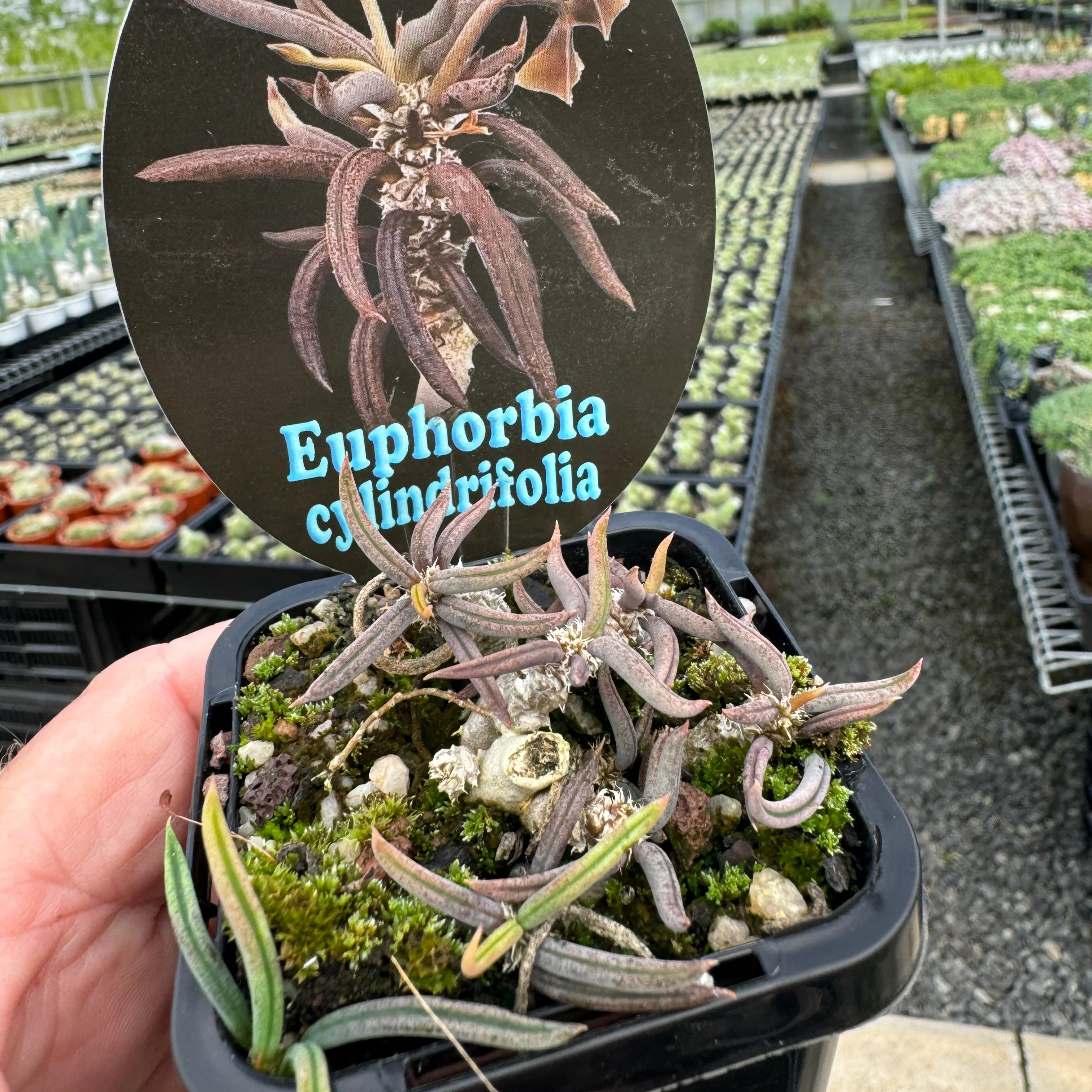 Euphorbia cylindrifolia (WA Prohibited) - Image 4