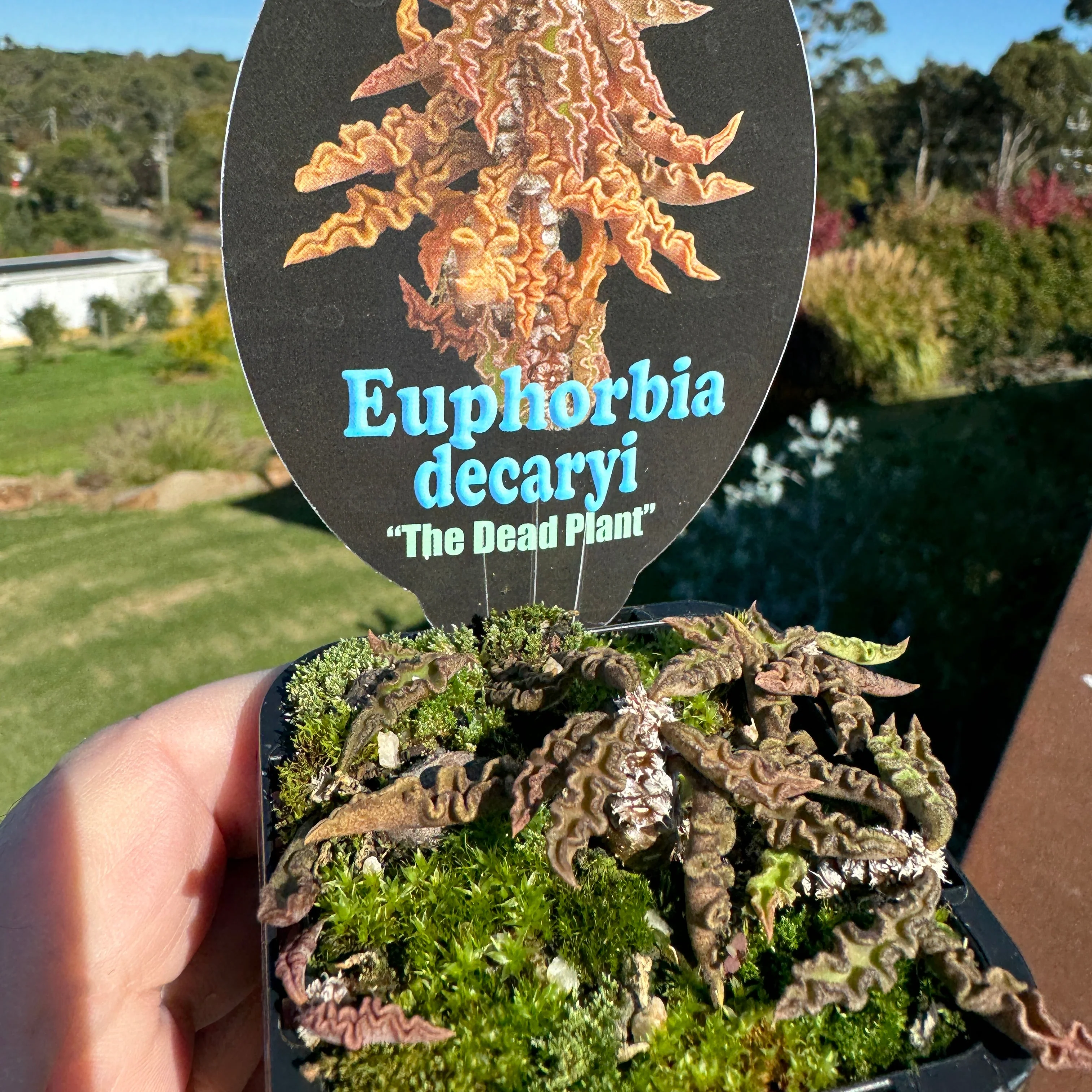 Euphorbia decaryi 'The Dead Plant' (WA Prohibited) - Image 3