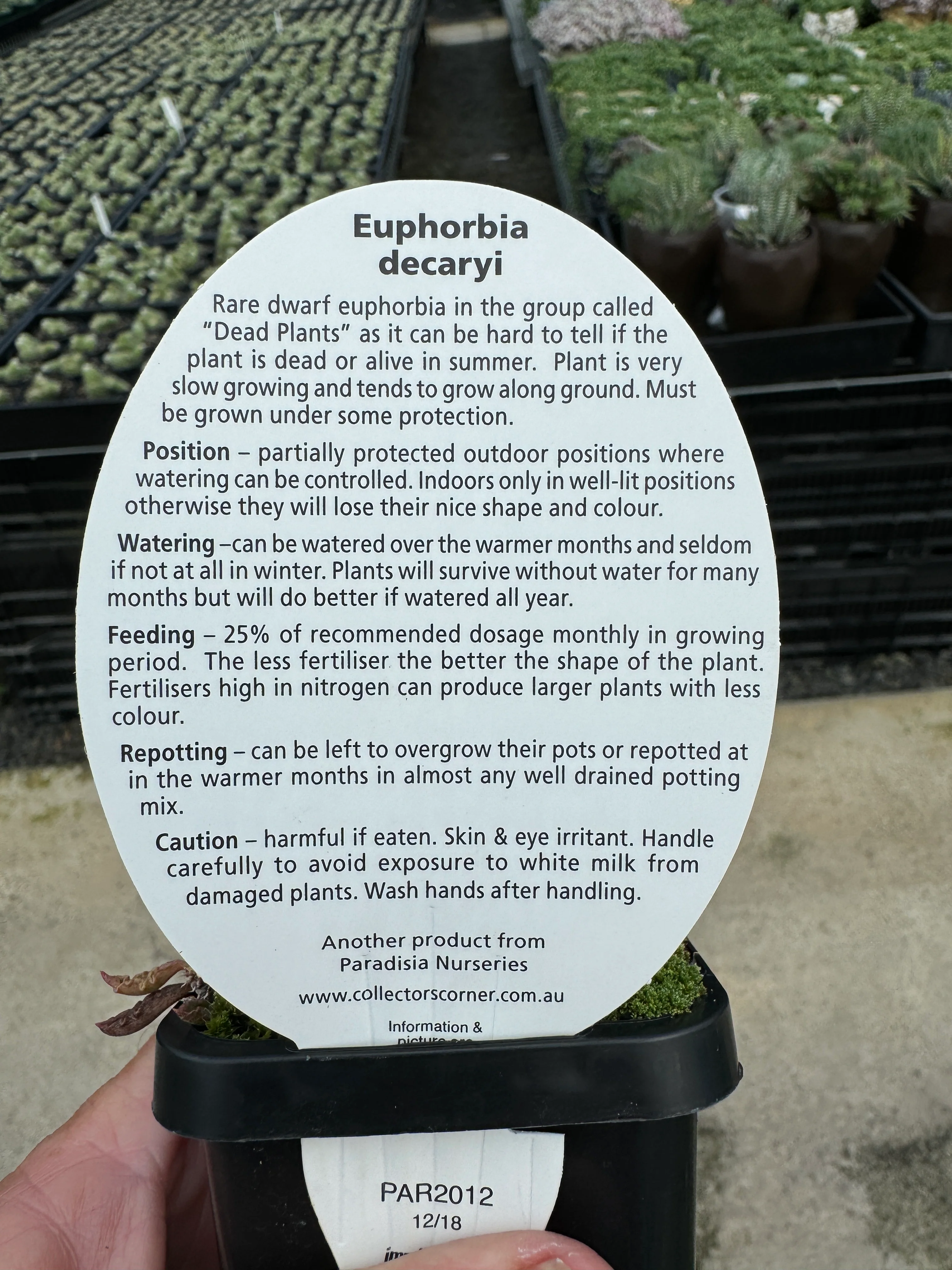 Euphorbia decaryi 'The Dead Plant' (WA Prohibited) - Image 5
