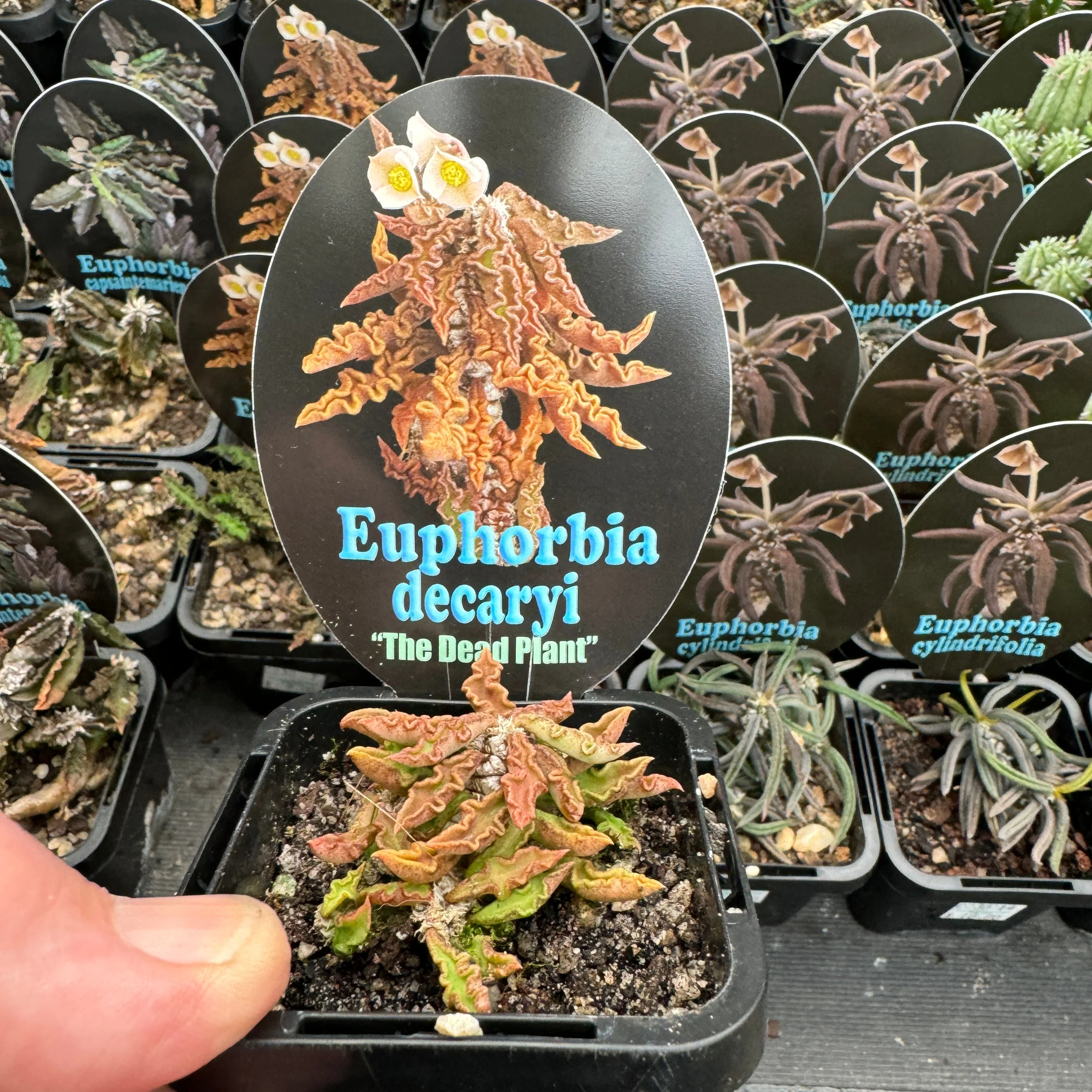Euphorbia decaryi 'The Dead Plant' (WA Prohibited) - Image 6