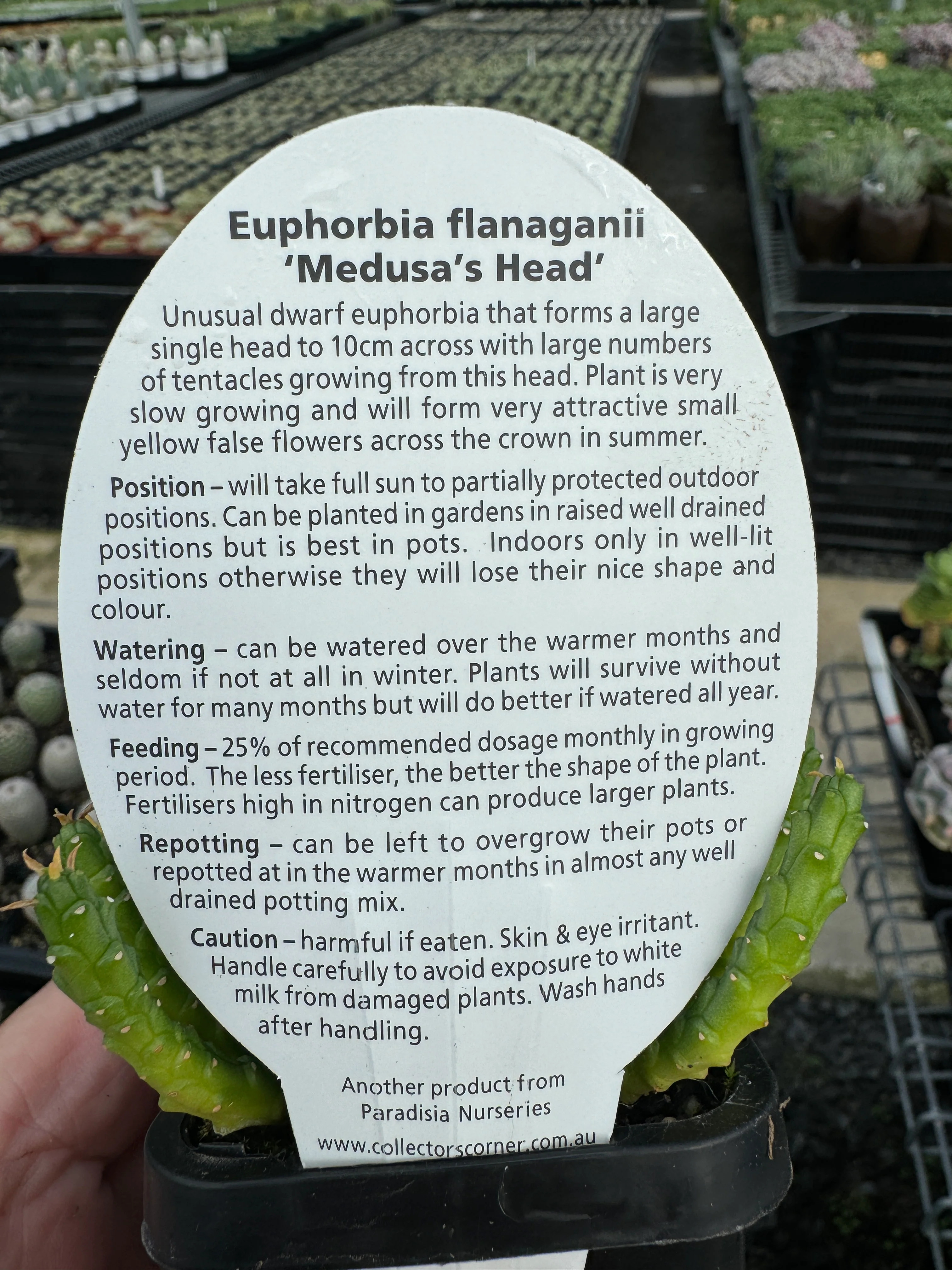 Euphorbia flanaganii 'Medusa's Head' (WA Prohibited) - Image 3