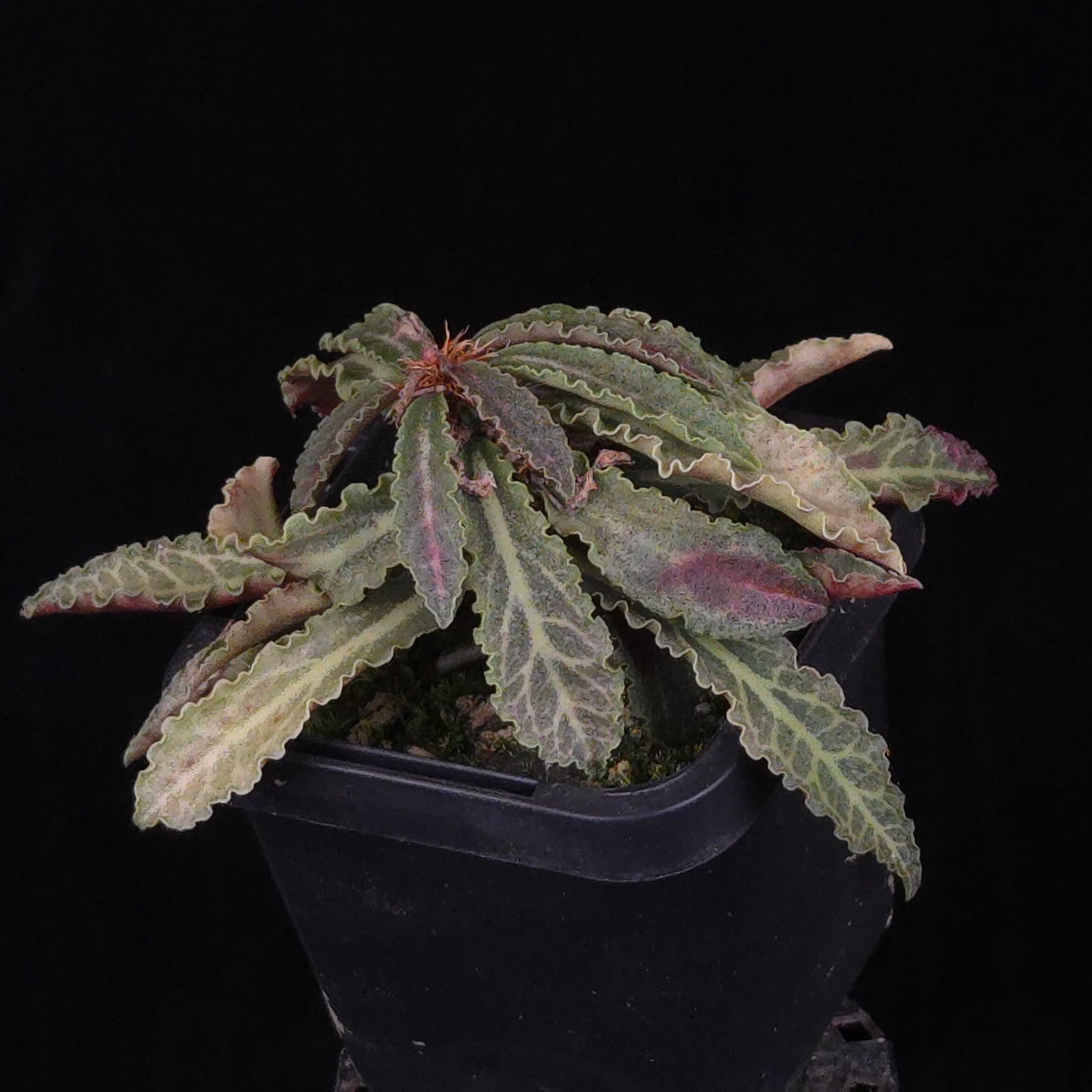 Euphorbia francoisii Hybrids (WA Prohibited) – Selected Juvenile Plants - Image 10