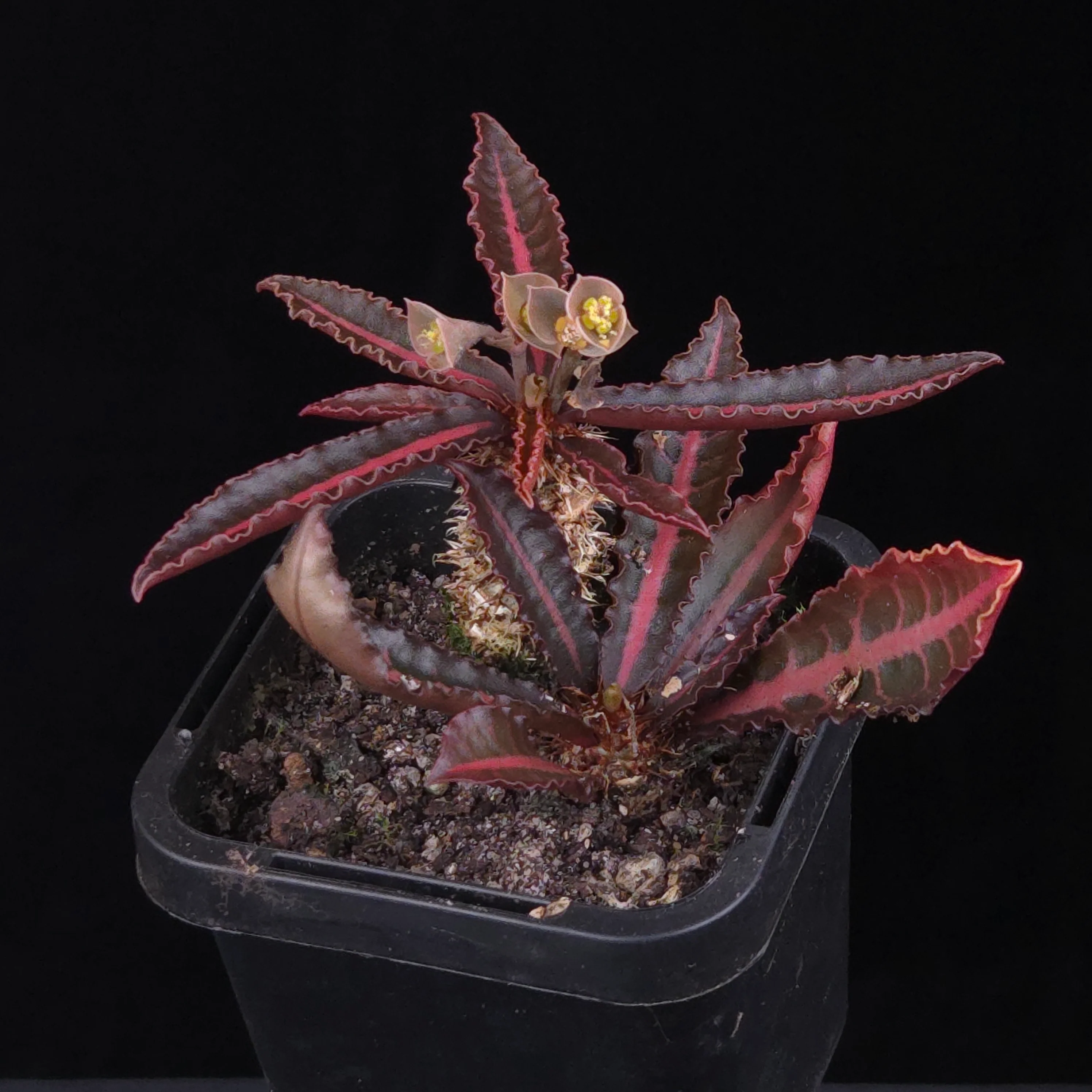 Euphorbia francoisii Hybrids (WA Prohibited) – Selected Juvenile Plants - Image 11