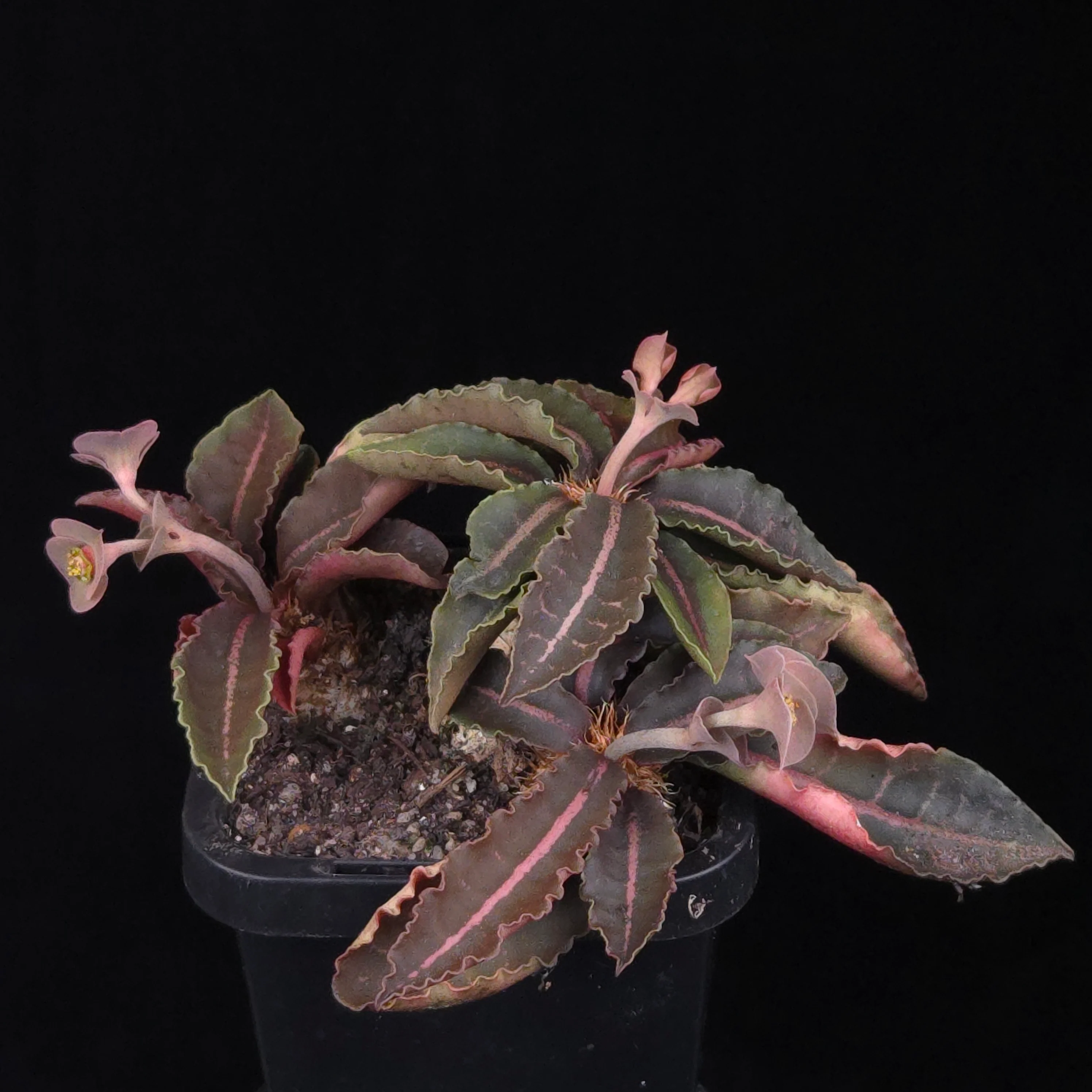 Euphorbia francoisii Hybrids (WA Prohibited) – Selected Juvenile Plants - Image 12