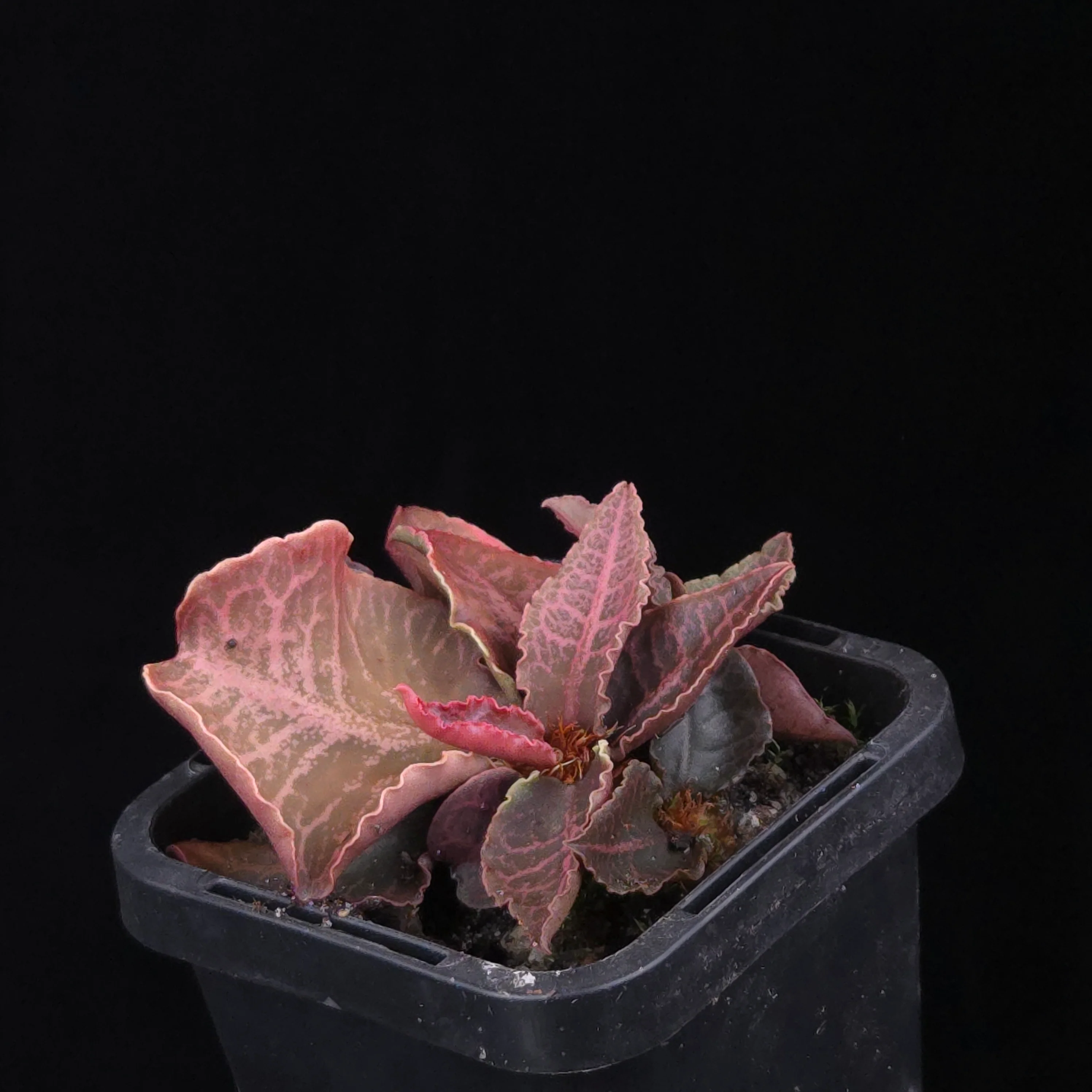 Euphorbia francoisii Hybrids (WA Prohibited) – Selected Juvenile Plants - Image 13
