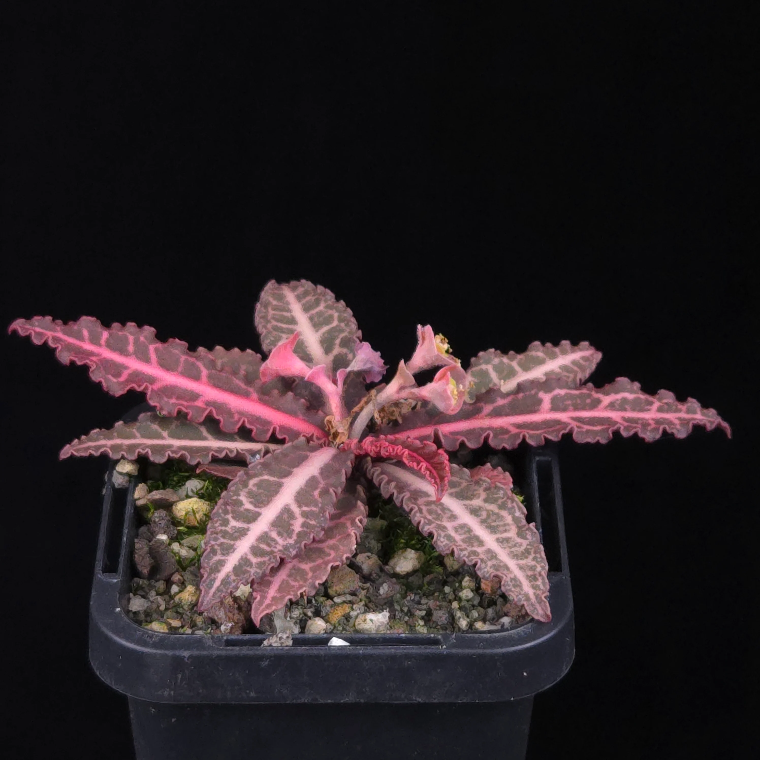 Euphorbia francoisii Hybrids (WA Prohibited) – Selected Juvenile Plants - Image 14