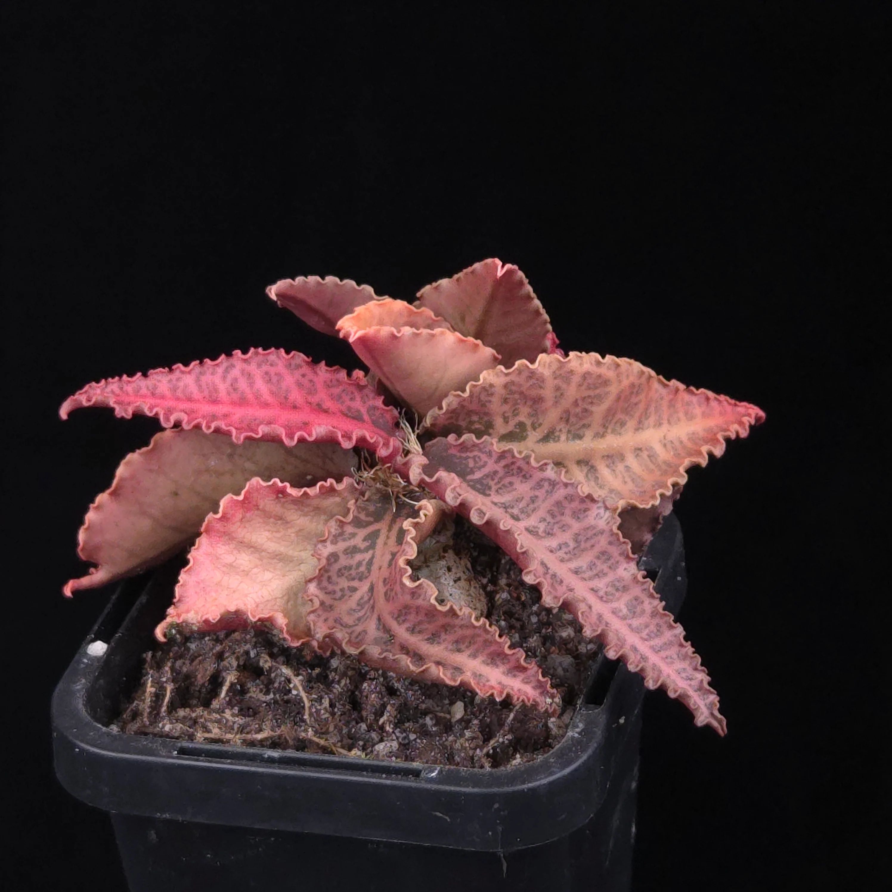 Euphorbia francoisii Hybrids (WA Prohibited) – Selected Juvenile Plants - Image 15