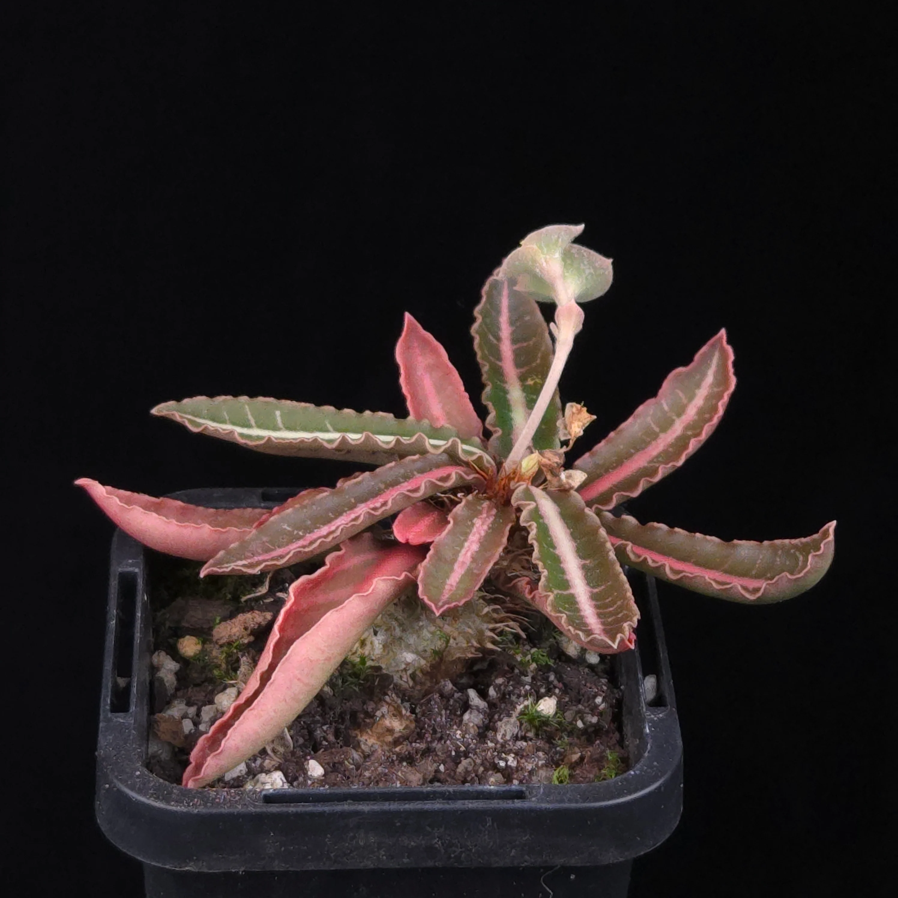 Euphorbia francoisii Hybrids (WA Prohibited) – Selected Juvenile Plants - Image 16
