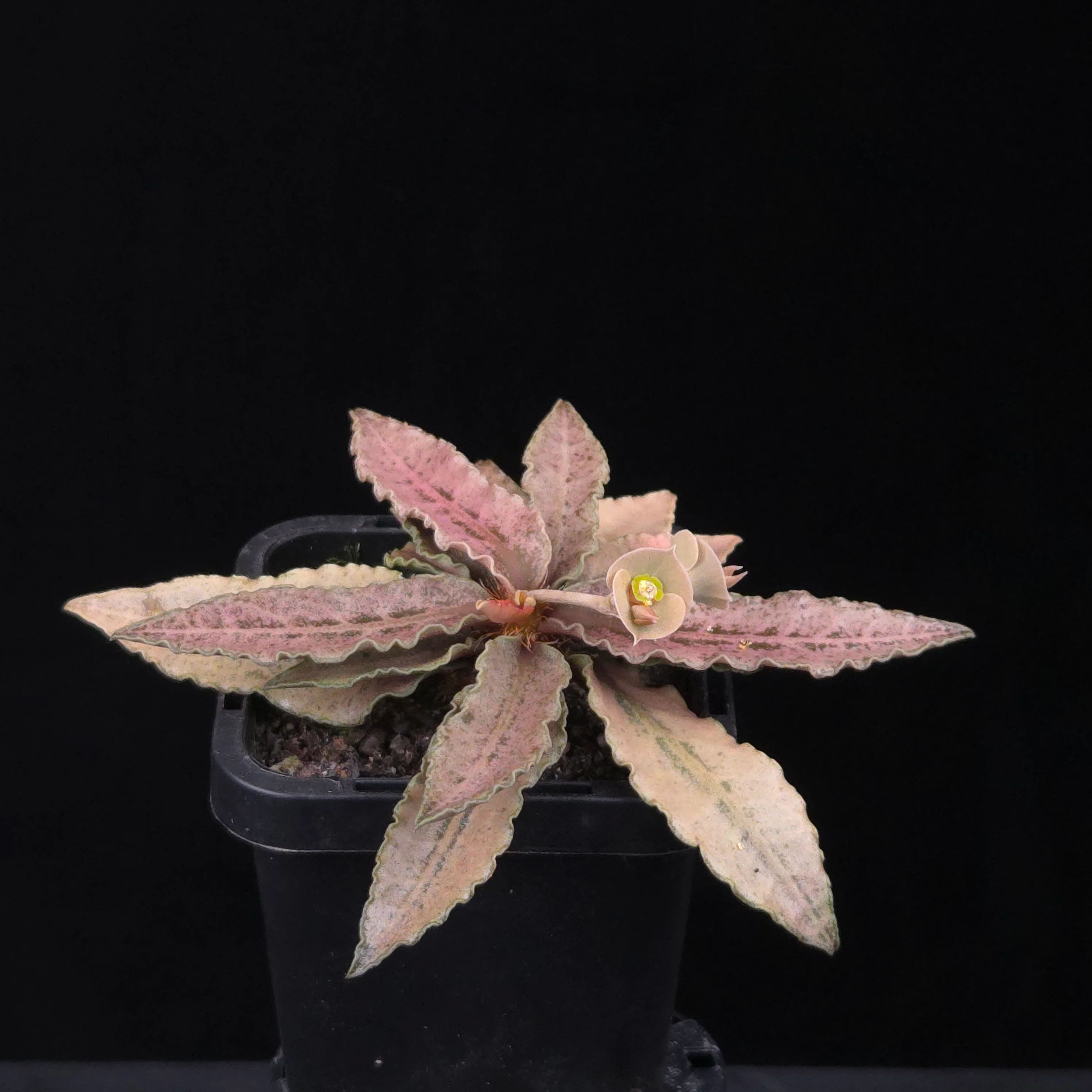 Euphorbia francoisii Hybrids (WA Prohibited) – Selected Juvenile Plants - Image 17