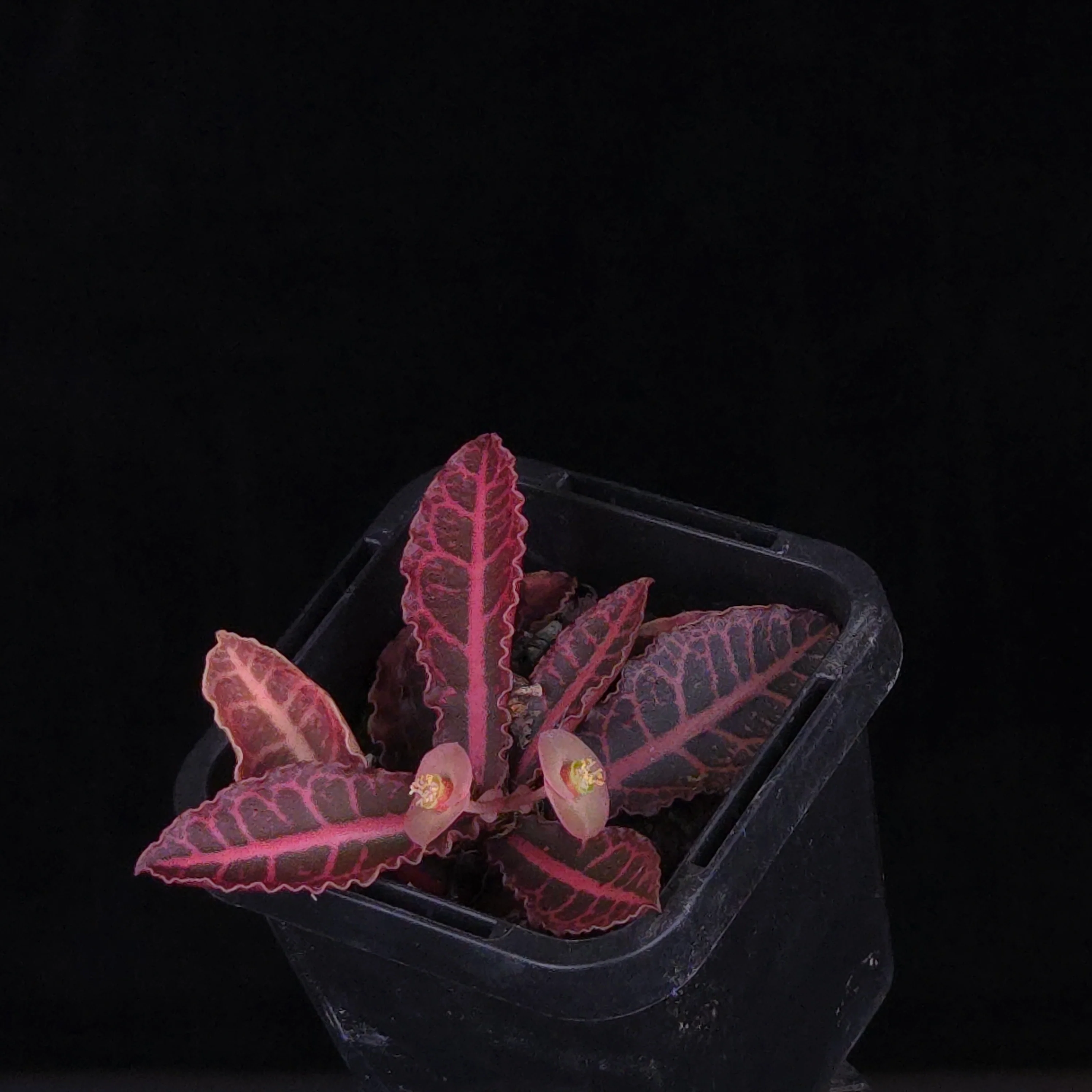 Euphorbia francoisii Hybrids (WA Prohibited) – Selected Juvenile Plants - Image 2