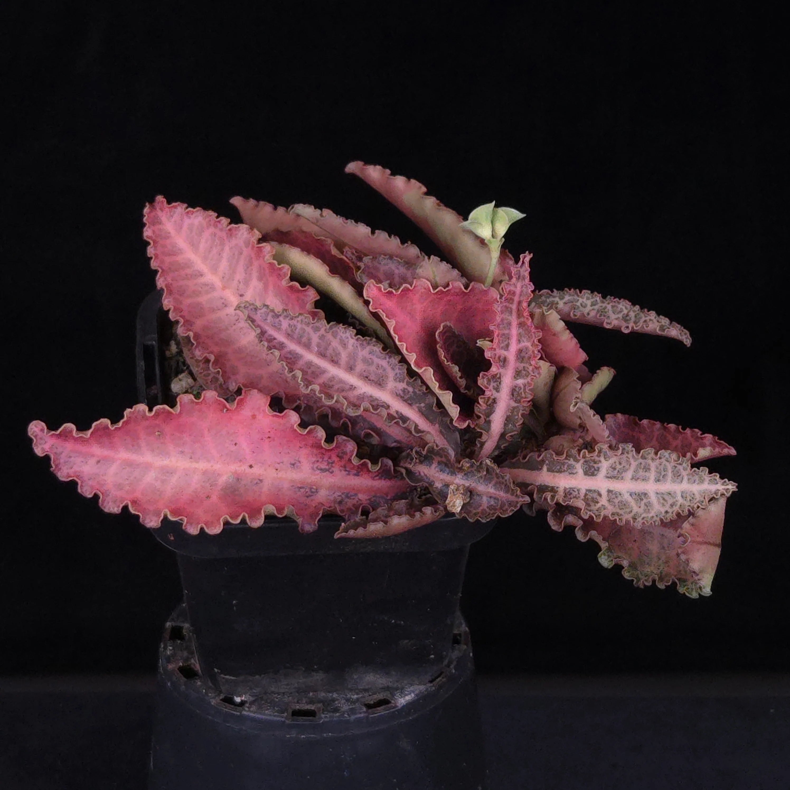 Euphorbia francoisii Hybrids (WA Prohibited) – Selected Juvenile Plants - Image 3
