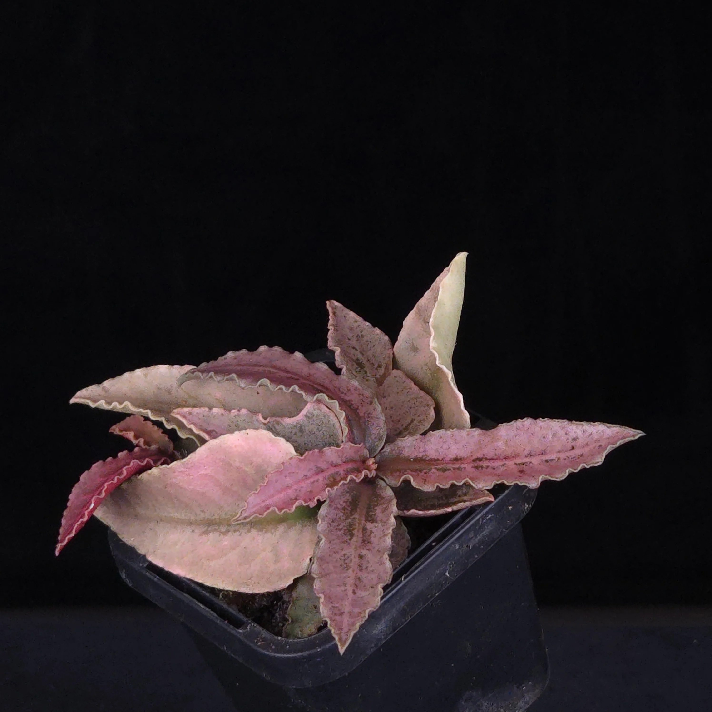 Euphorbia francoisii Hybrids (WA Prohibited) – Selected Juvenile Plants - Image 4