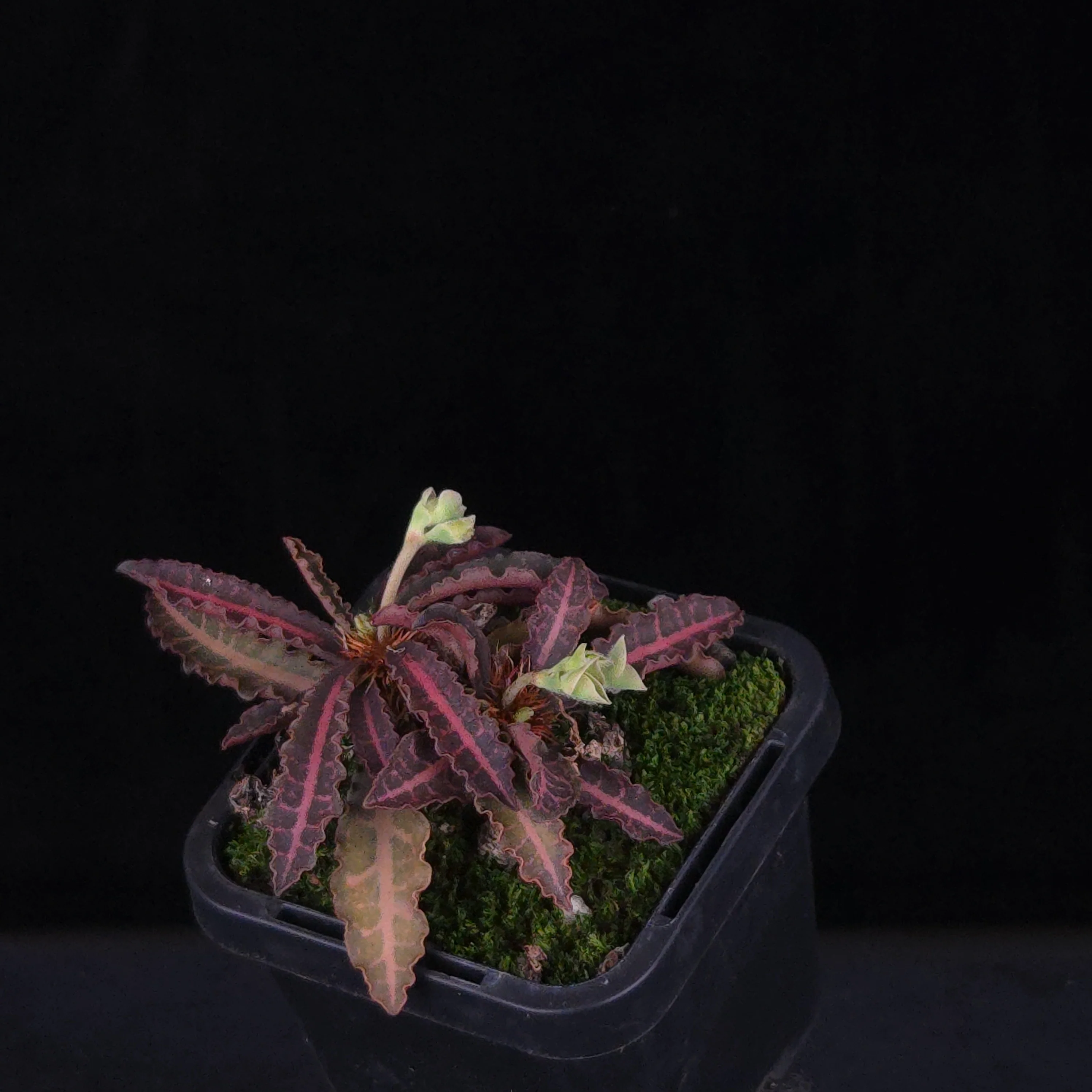 Euphorbia francoisii Hybrids (WA Prohibited) – Selected Juvenile Plants - Image 5
