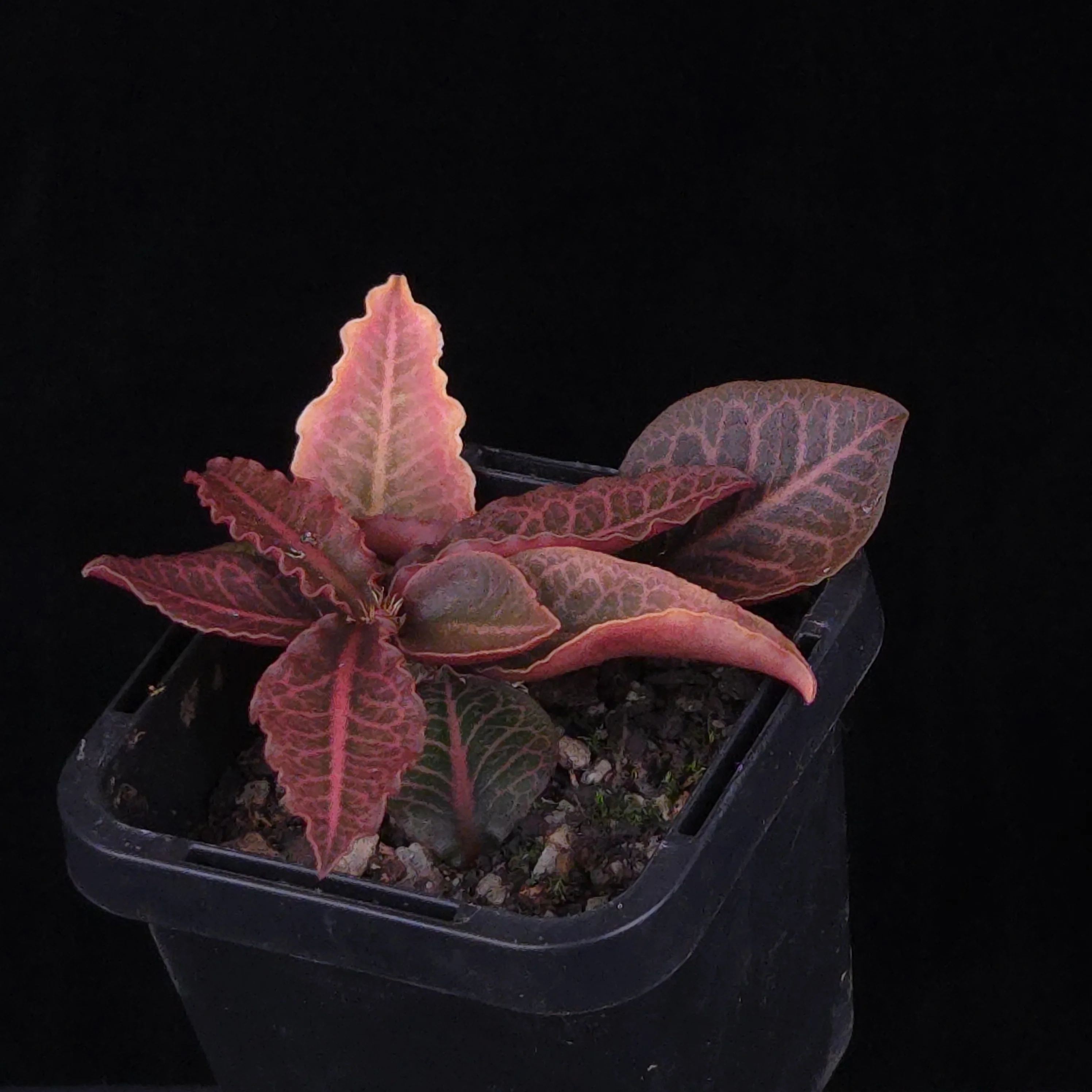 Euphorbia francoisii Hybrids (WA Prohibited) – Selected Juvenile Plants - Image 6