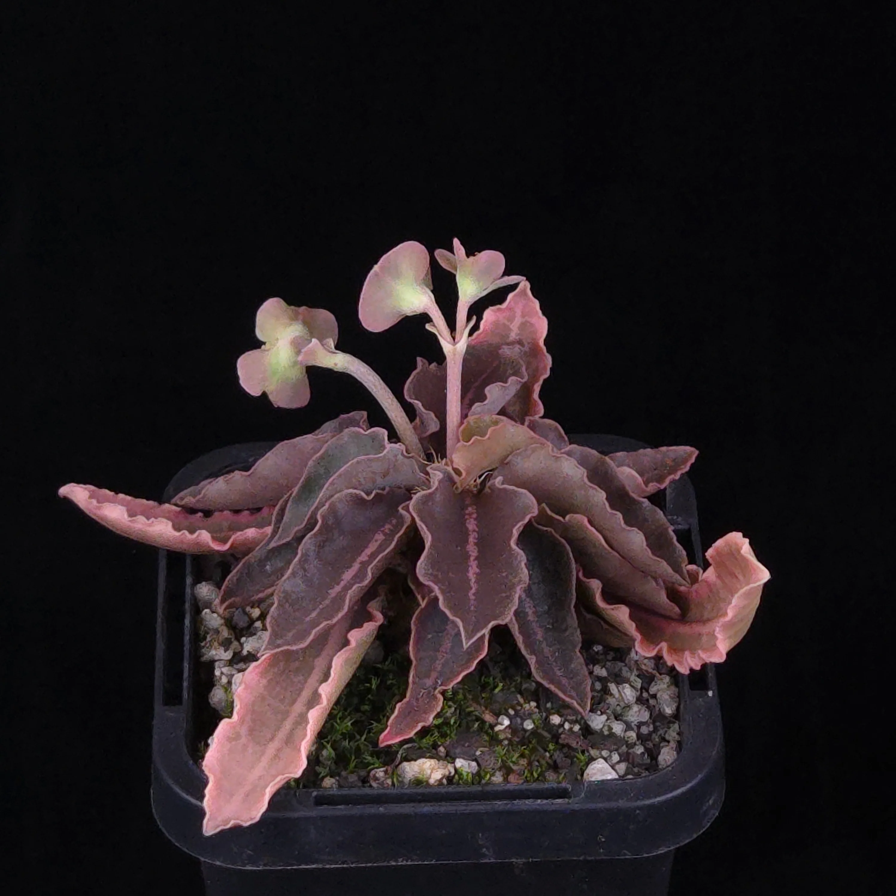 Euphorbia francoisii Hybrids (WA Prohibited) – Selected Juvenile Plants - Image 7